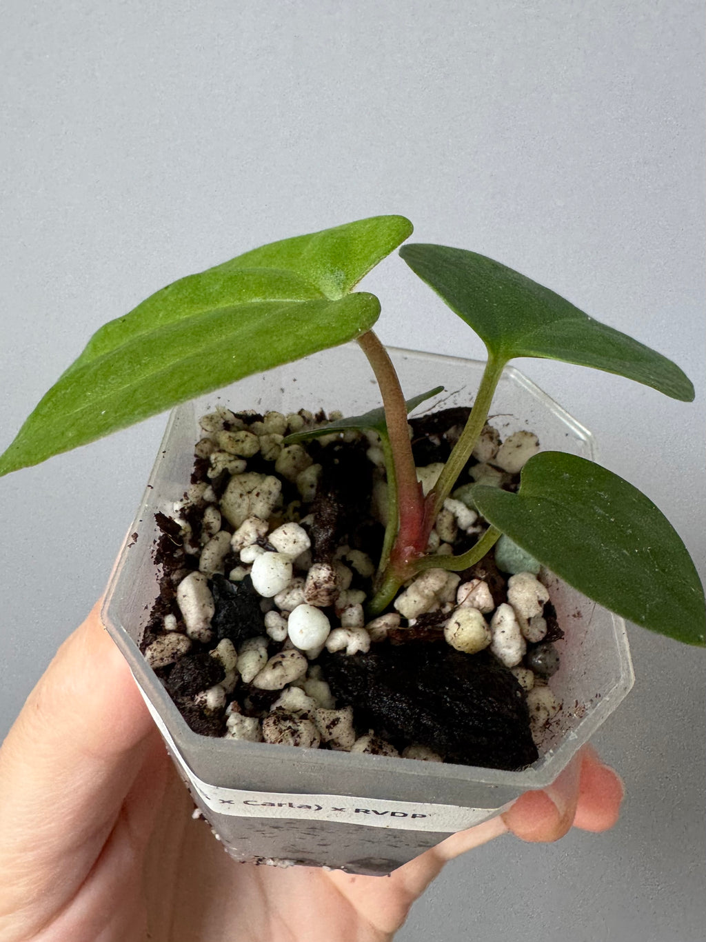 Anthurium (AOS x Carla) x RVDP
