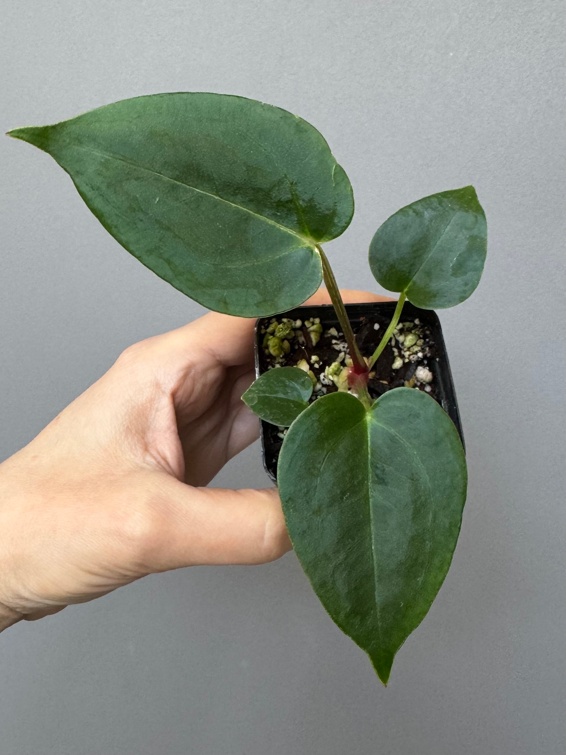 Anthurium (PapillilaminumX x (KOS x Silver Blush)) X (NSE Red Crystallinum x carlablackiae) seedling