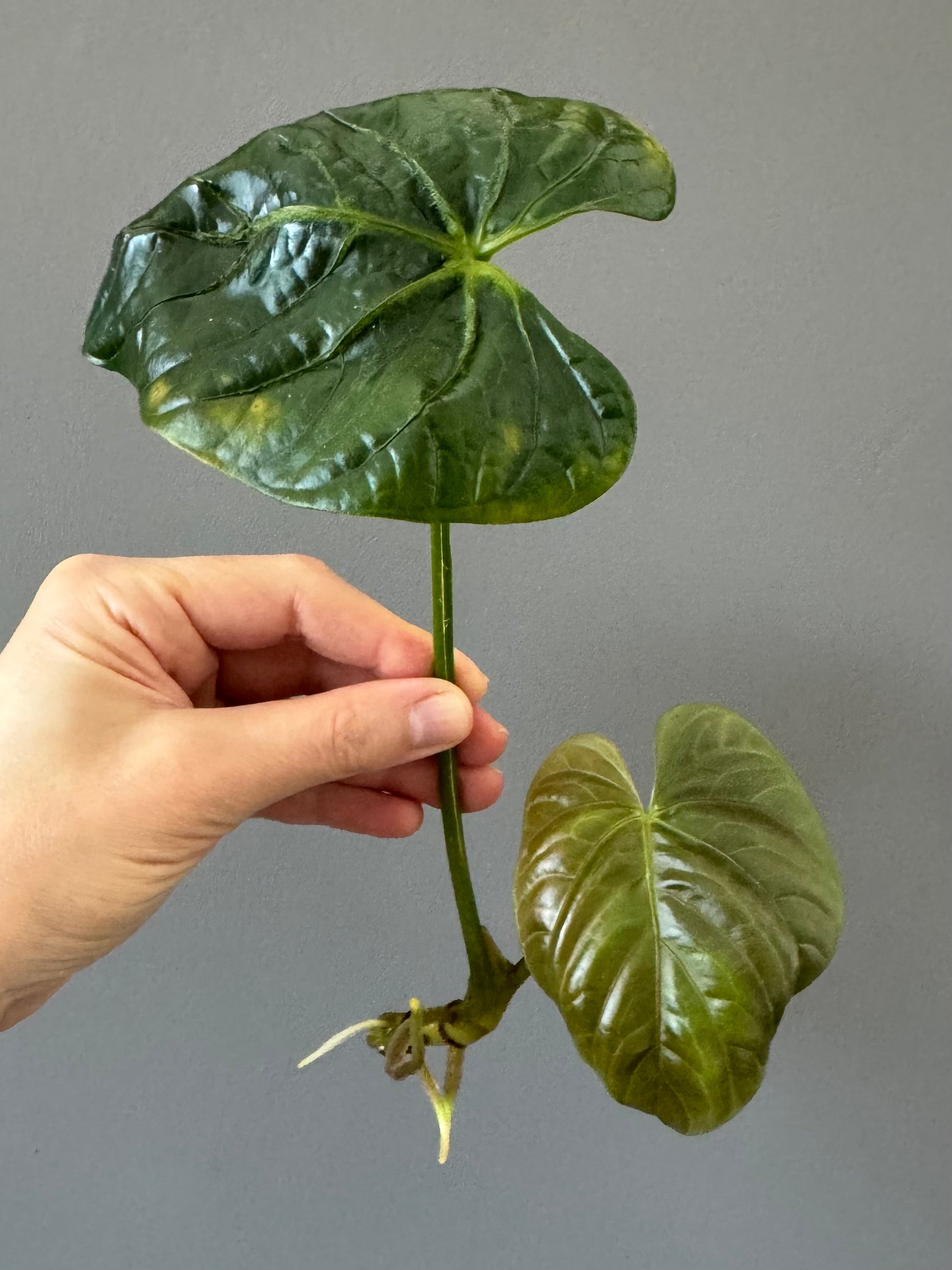 Anthurium debilis (#1) - Ableger