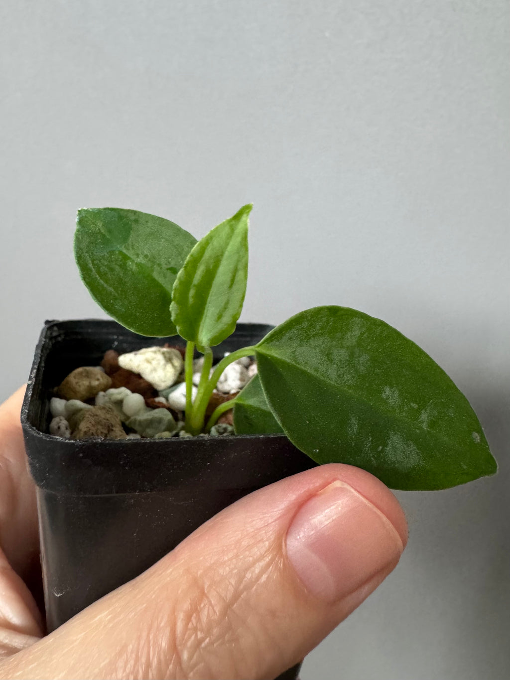 (Papillilaminum Daniel x Besseae aff.) x warocqueanum (seedling 3)