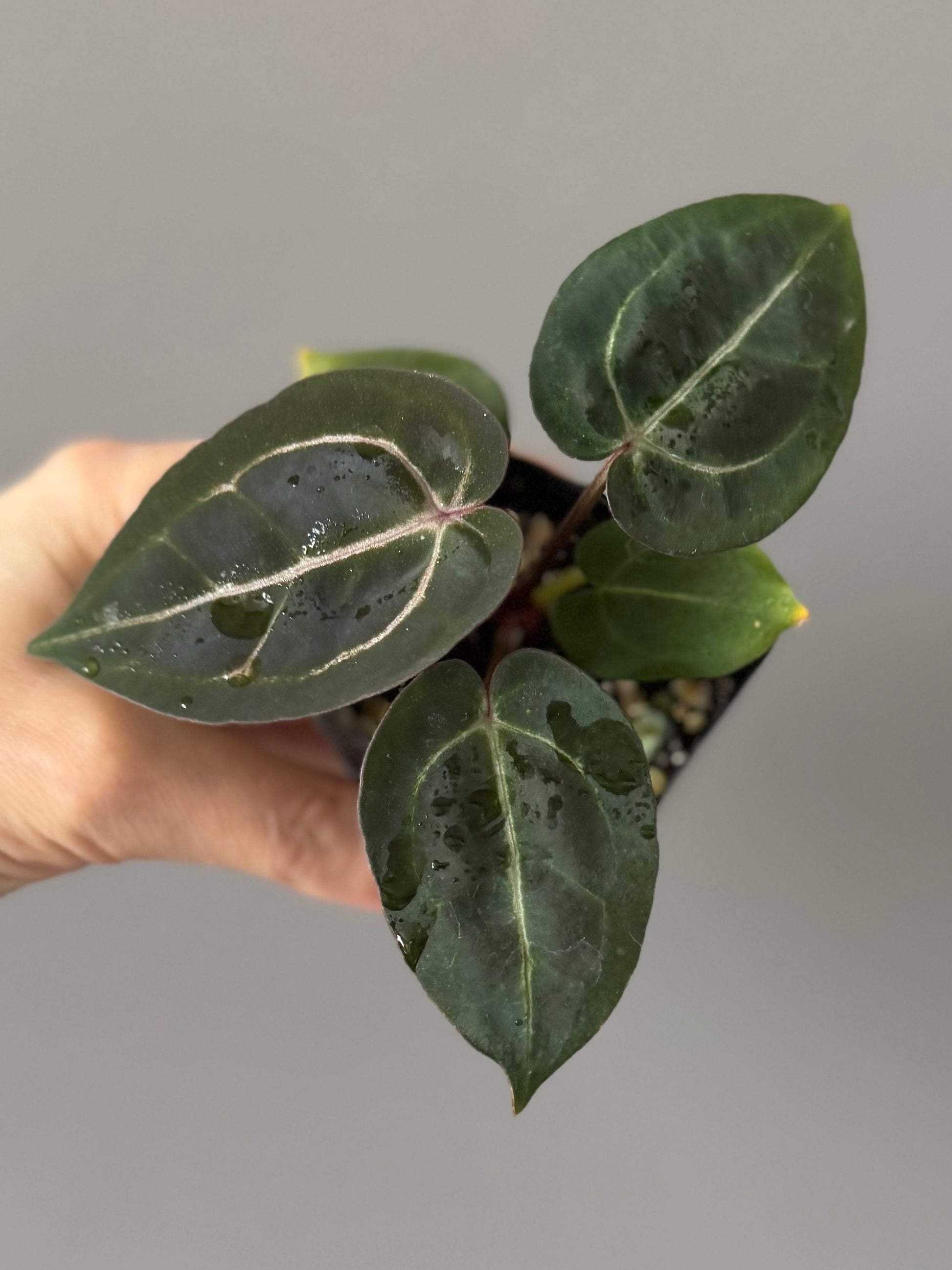 Anthurium (ZxM) x  (NSE Red Crystallinum x Carlablackiae)