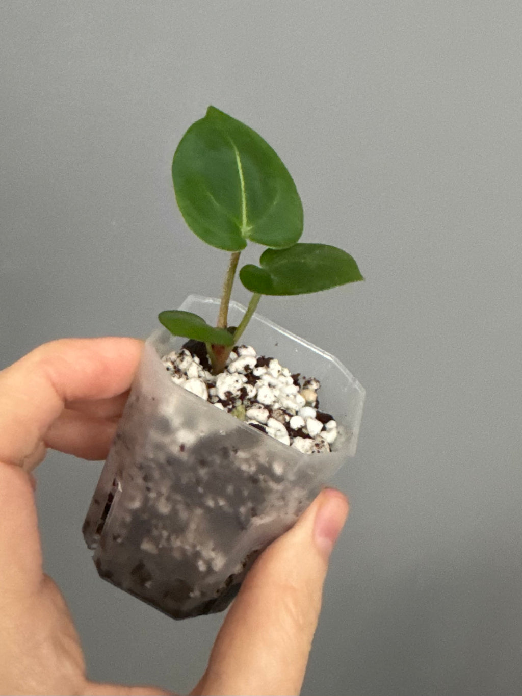 Anthurium (ZxM) x  (NSE Red Crystallinum x Carlablackiae)