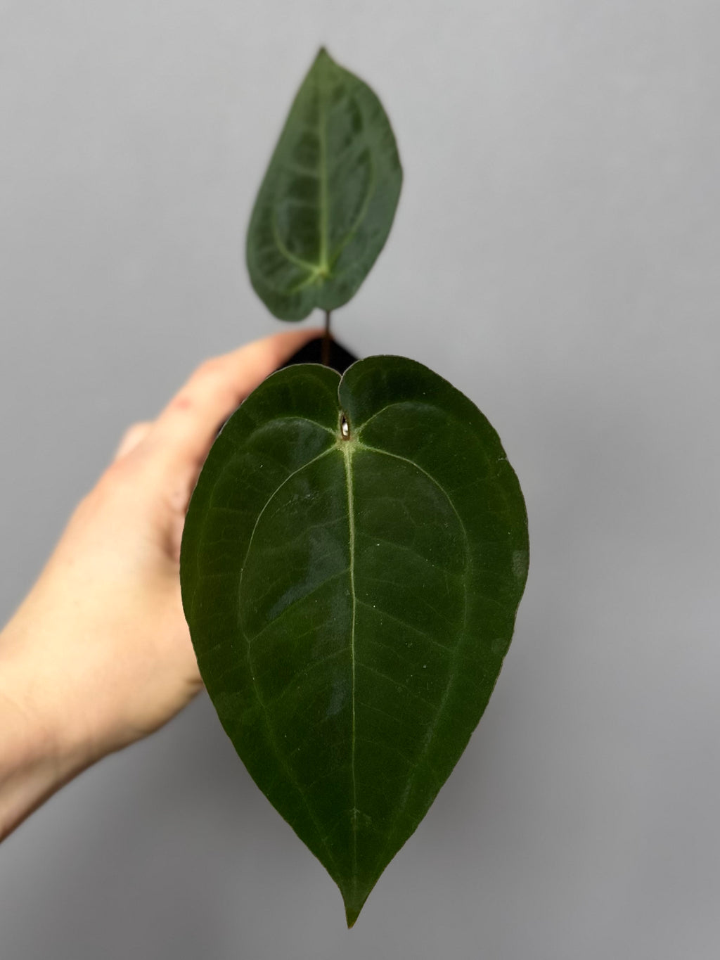 Anthurium papillilaminum x Michelle