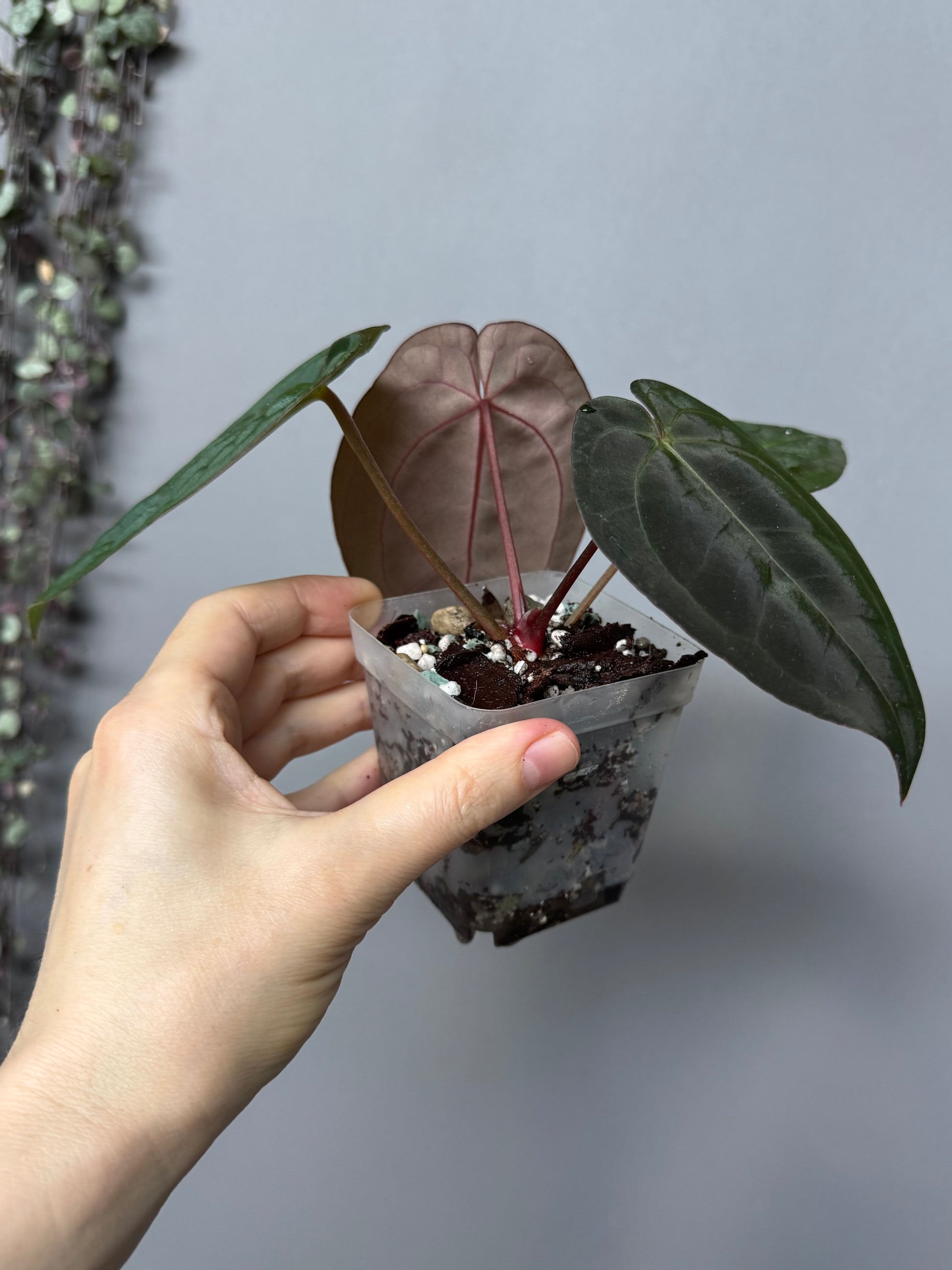 Anthurium papillilaminum x Michelle