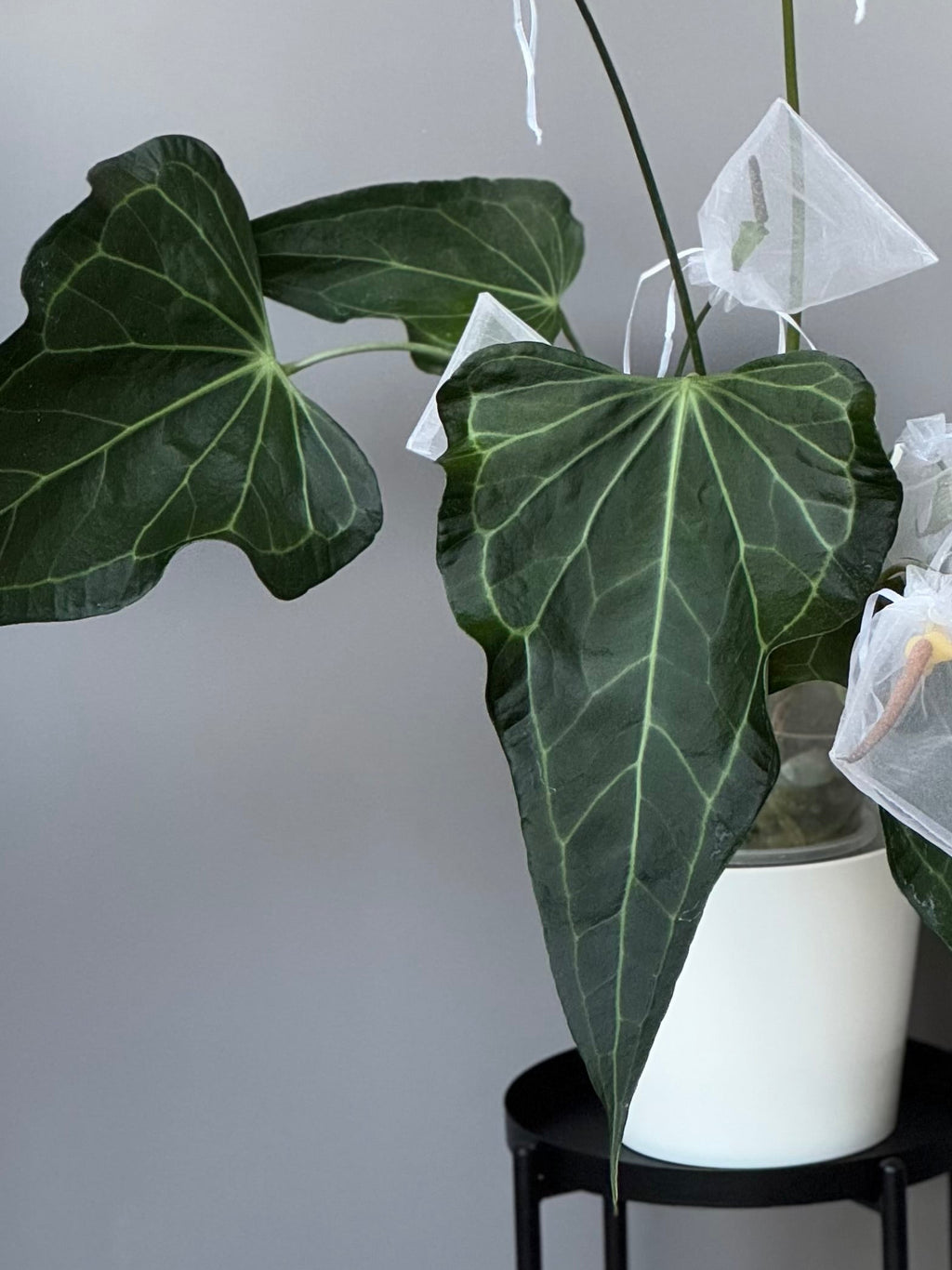 Anthurium Delta Force
