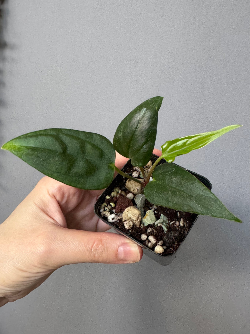 Anthurium (Subsignatum x Pap Marie) x (portillae Dorito x RLFS) (#2)