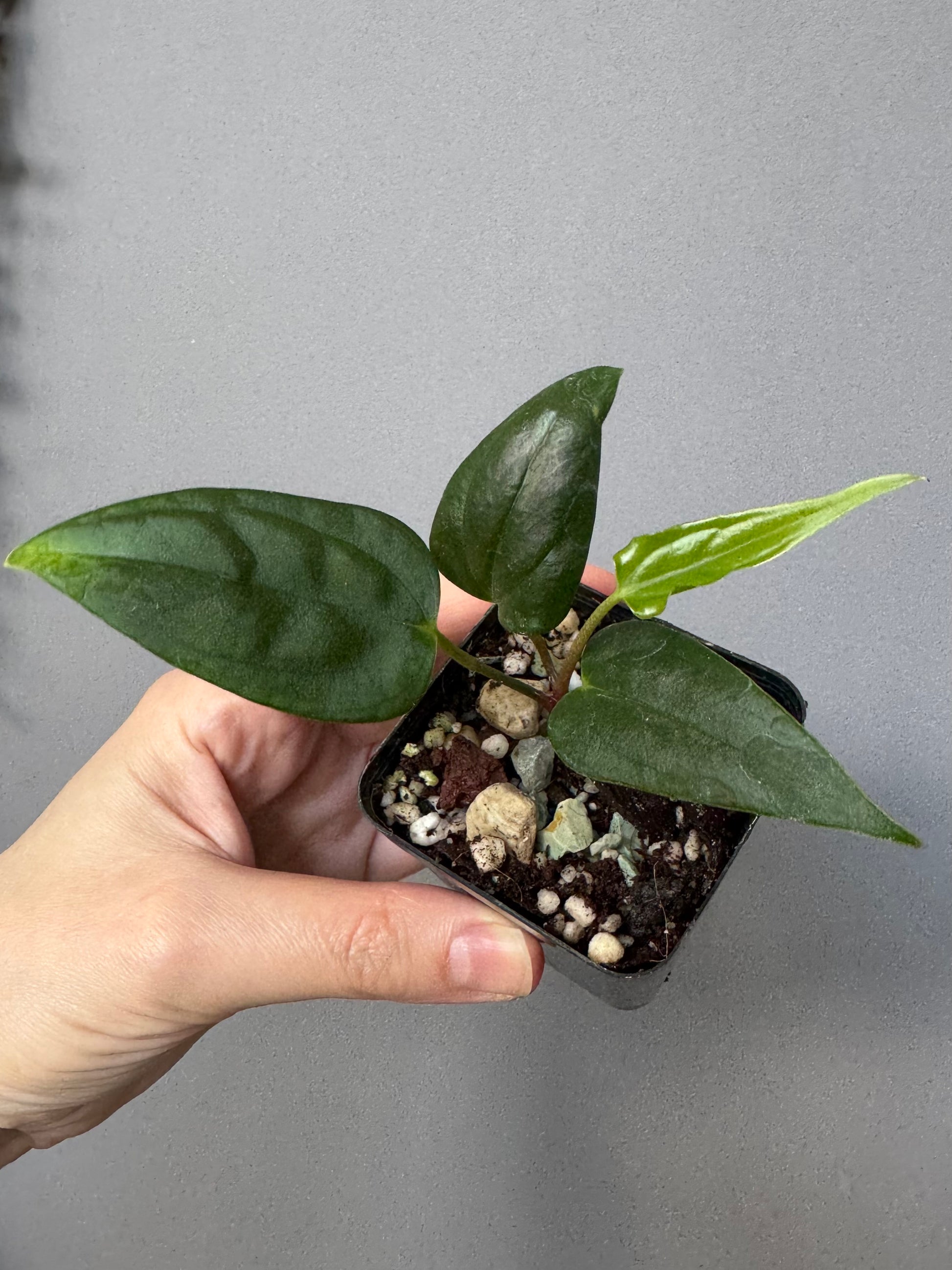 Anthurium (Subsignatum x Pap Marie) x (portillae Dorito x RLFS) (#2)