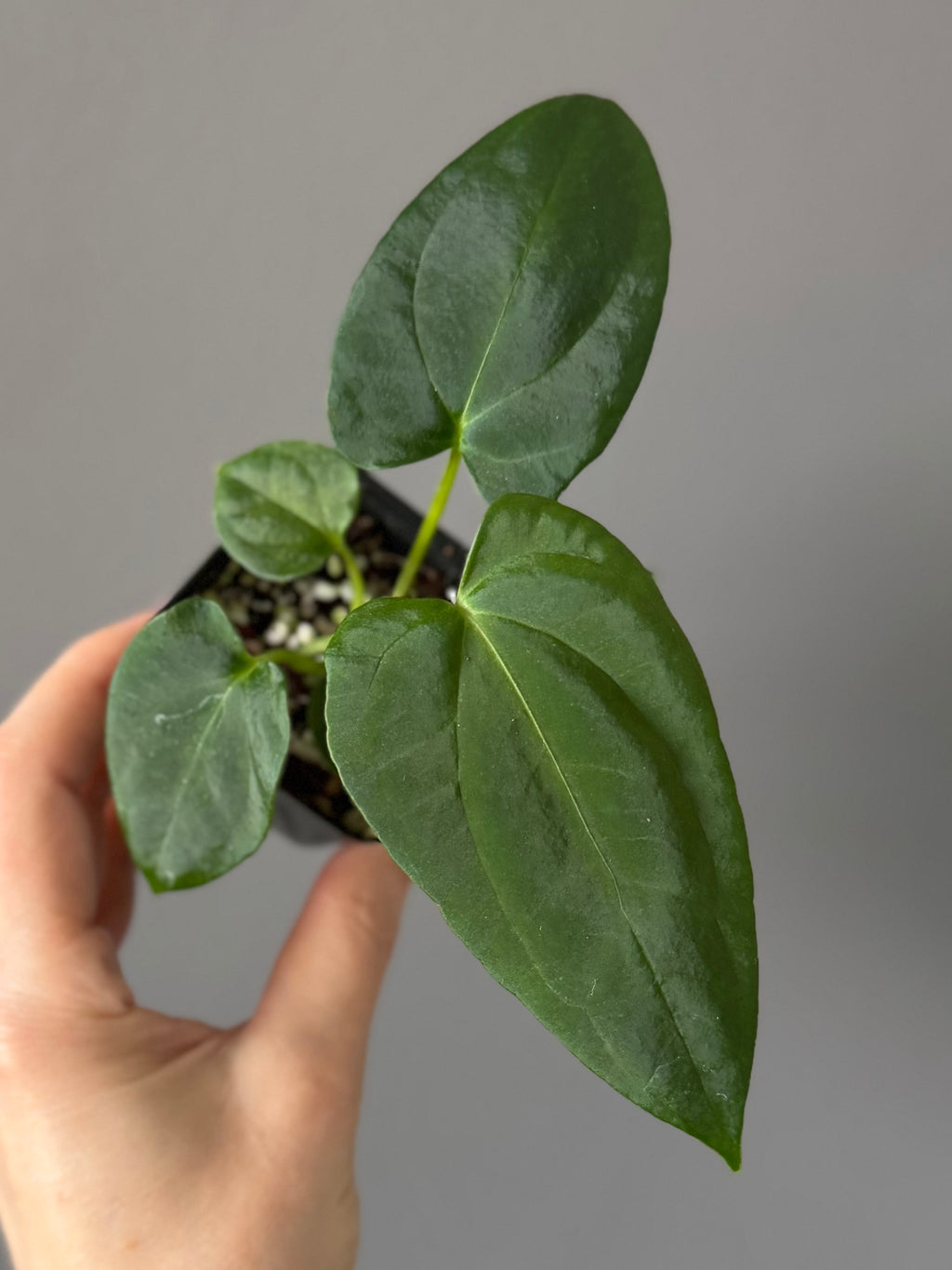 Anthurium (NoID x Papi Indo #2) x  (NoID x Papi Indo #1)