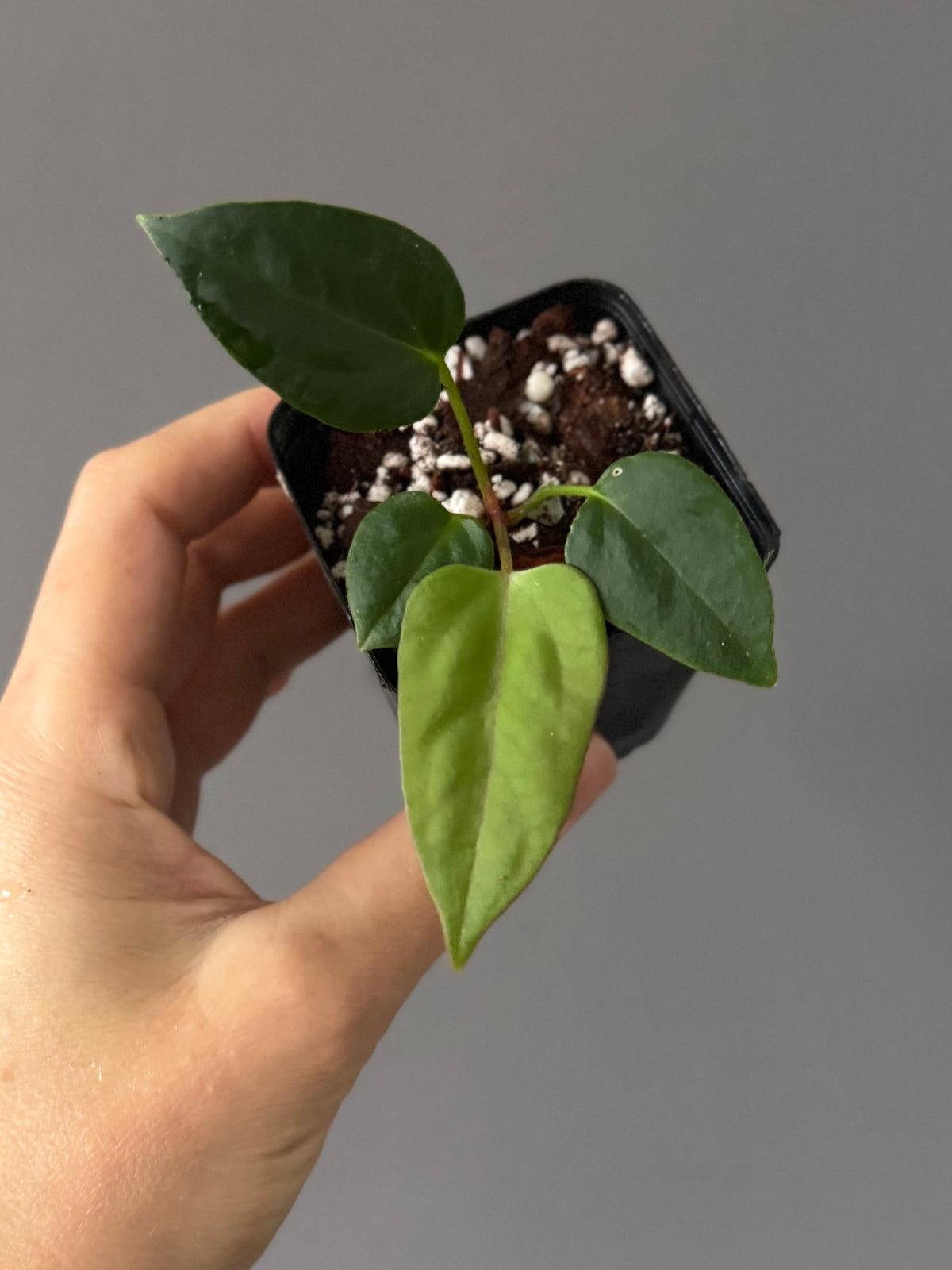 Anthurium Mr. Worldwide x (RG dress x Carla ‘Amanda’) (#2)