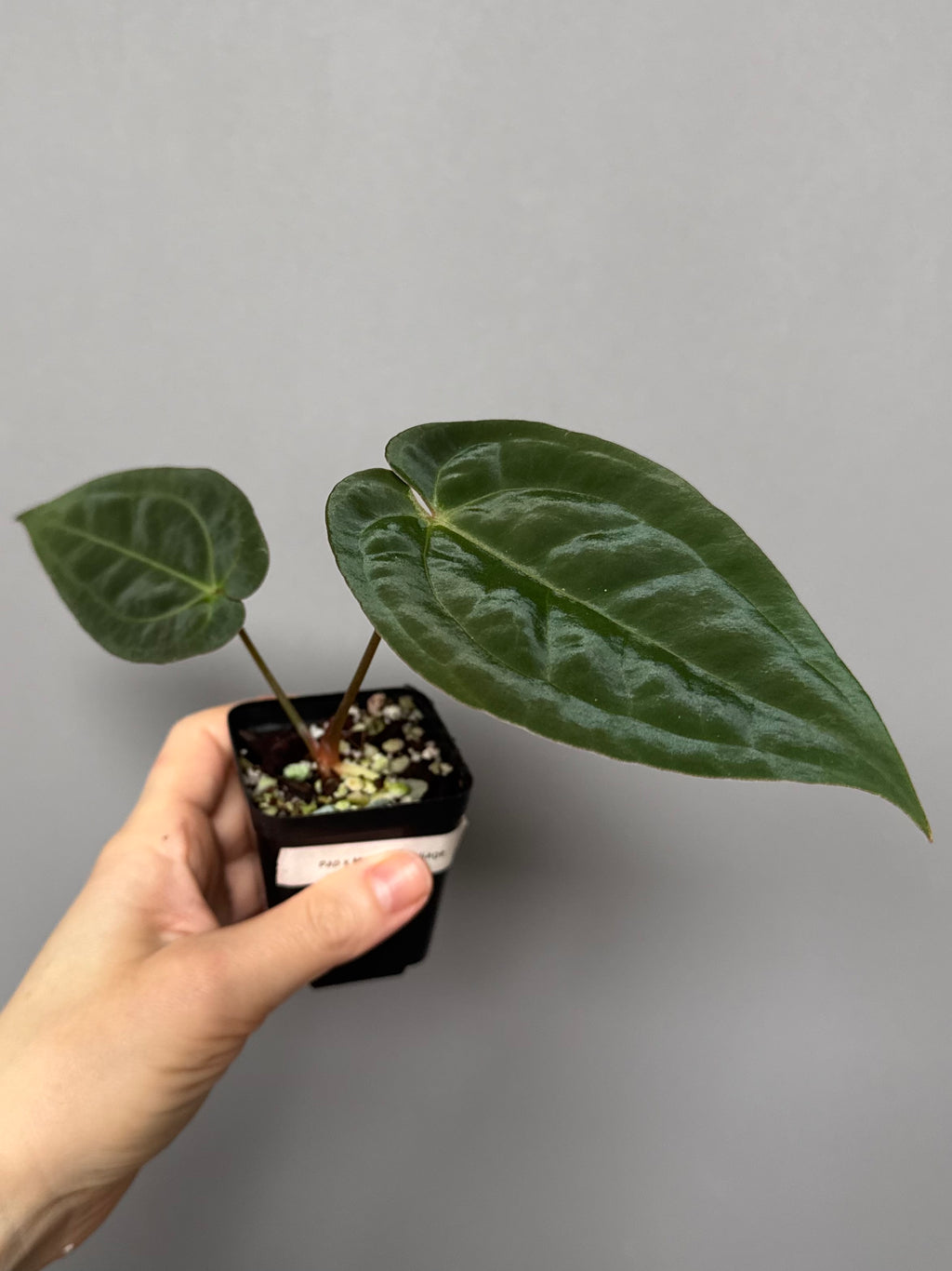 Anthurium papillilaminum x Michelle