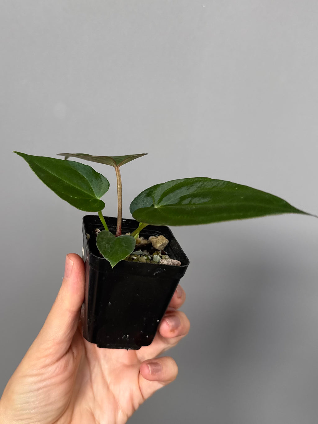 Anthurium (NoID x Papi Indo) x (DH x RVC)