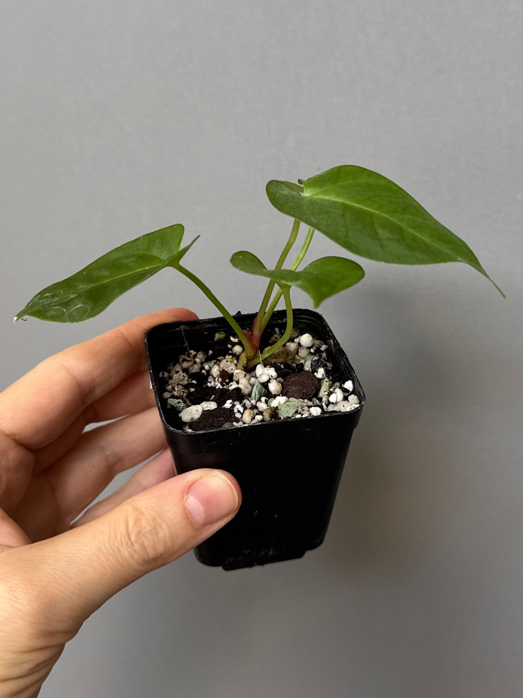 Anthurium (MagCrystal x NoID) x Papillilaminum