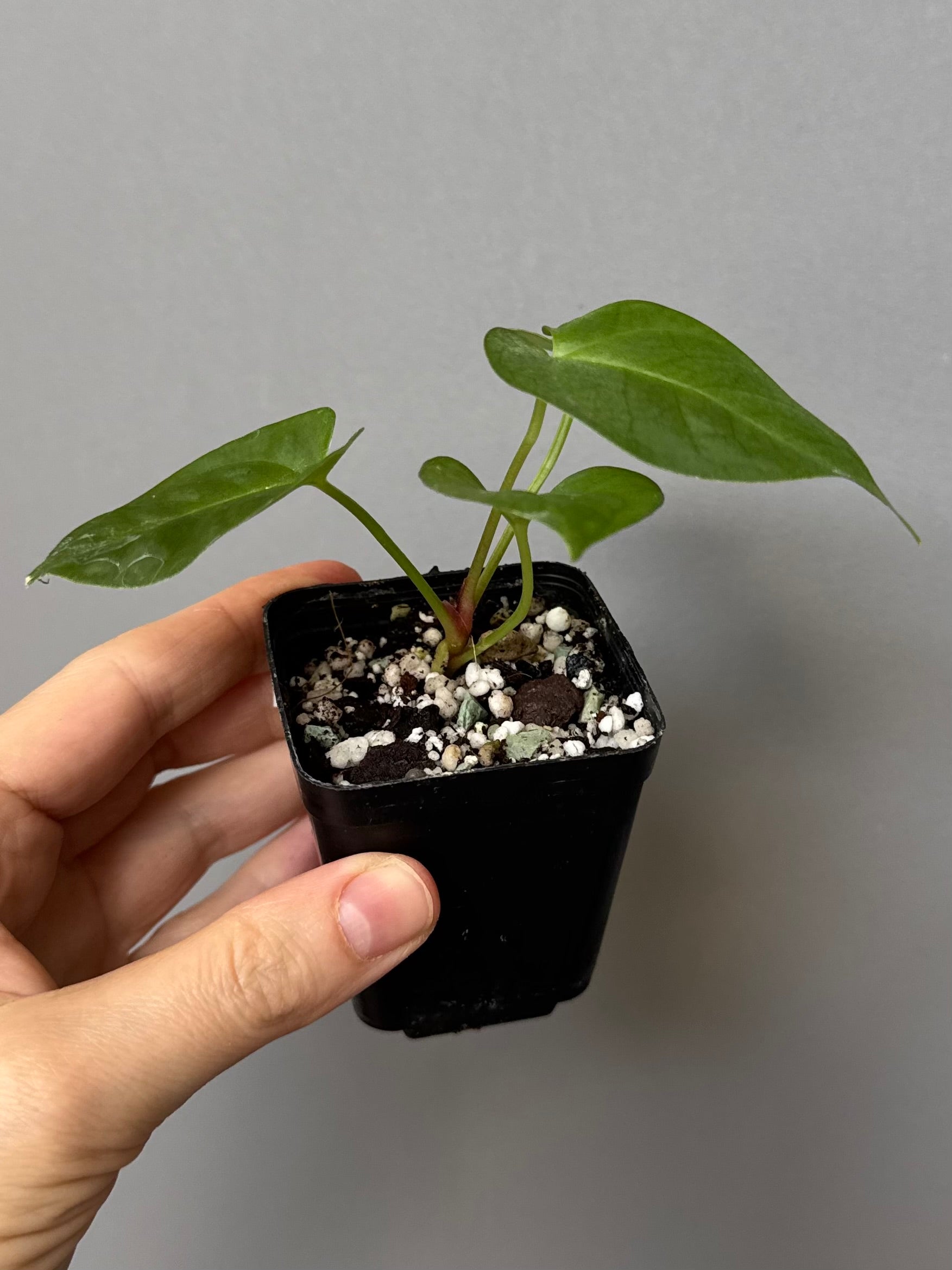 Anthurium (MagCrystal x NoID) x Papillilaminum
