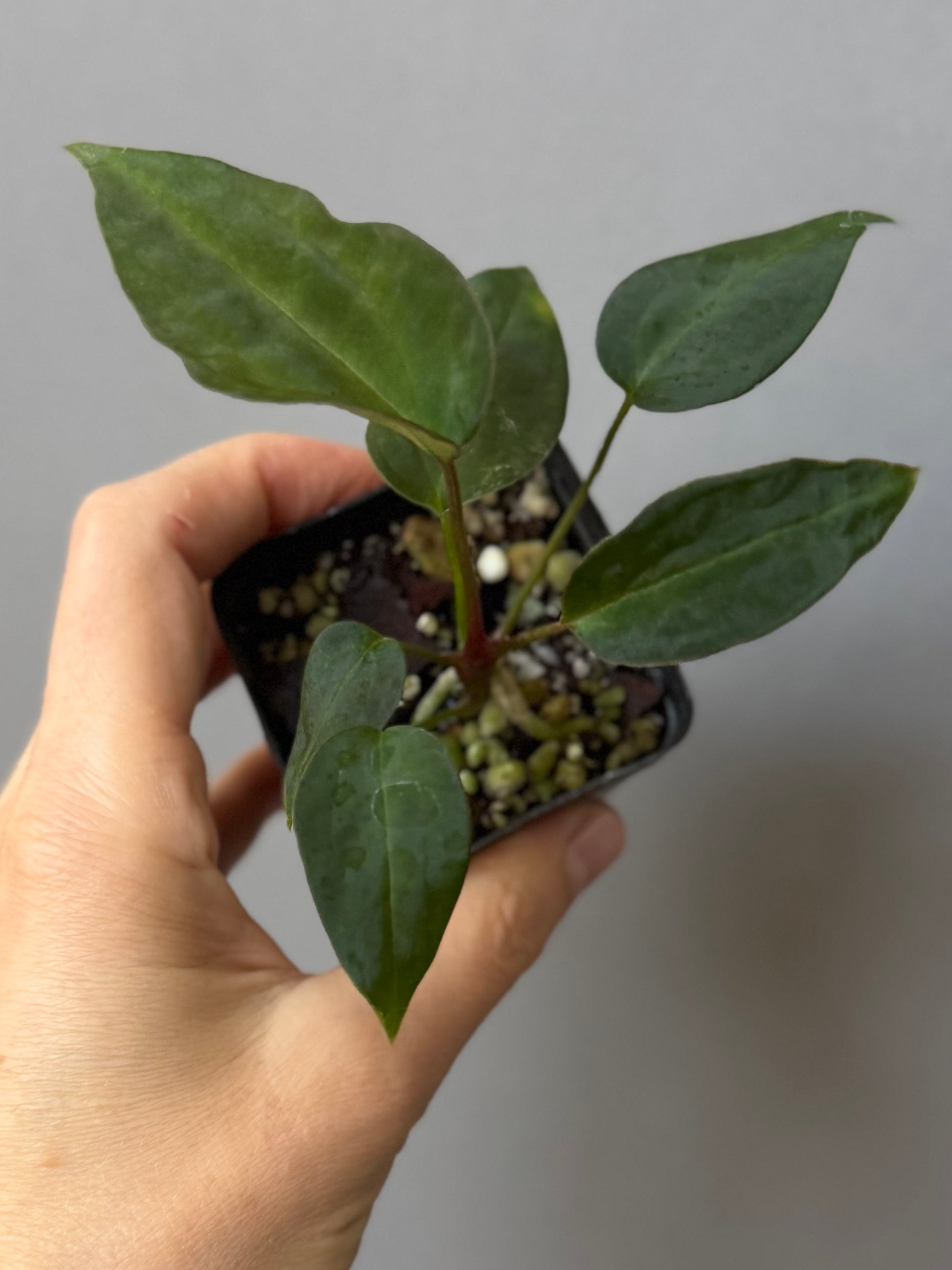 Anthurium (MagCrystal x NoID) x Papillilaminum