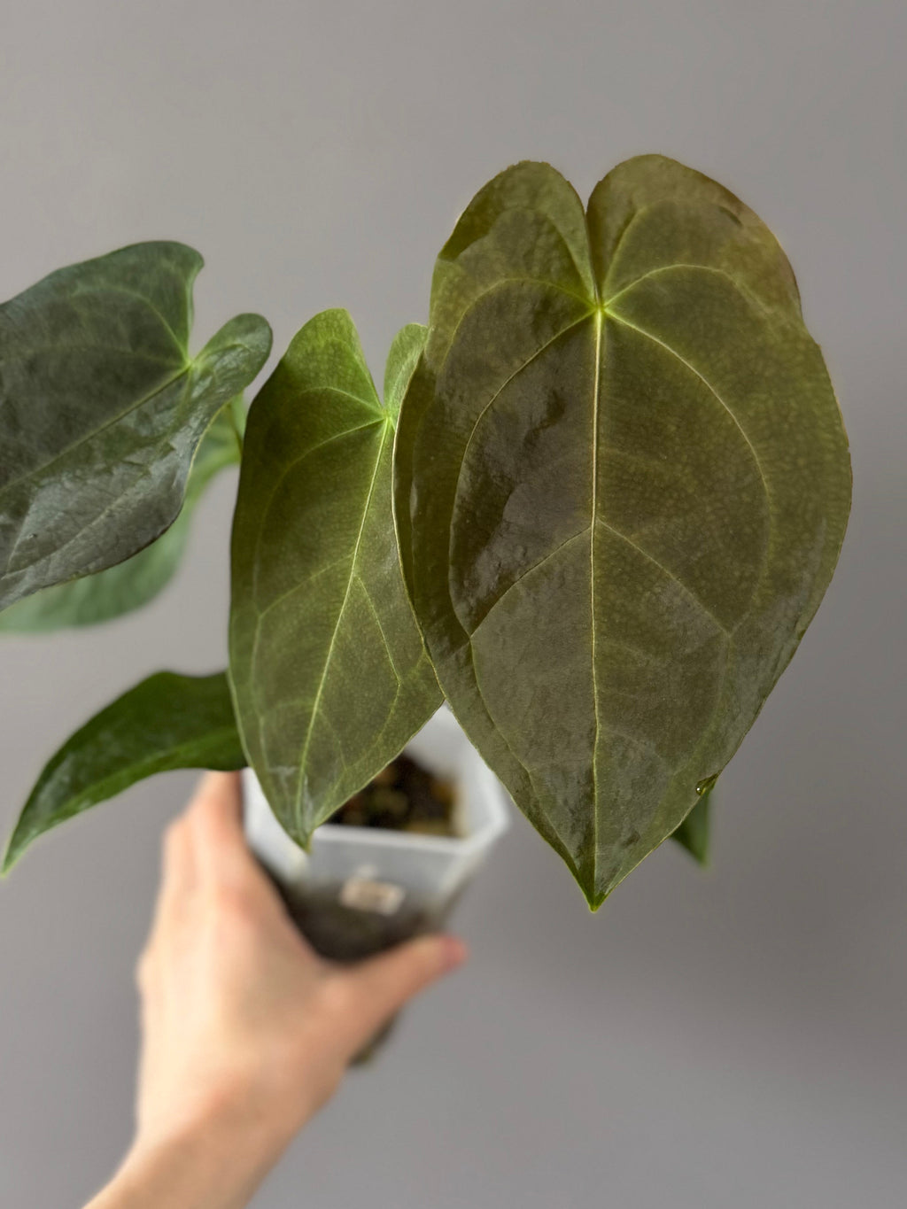 Anthurium Queen of Hearts x Besseae aff. OR forgetii (nordicplantdiary)