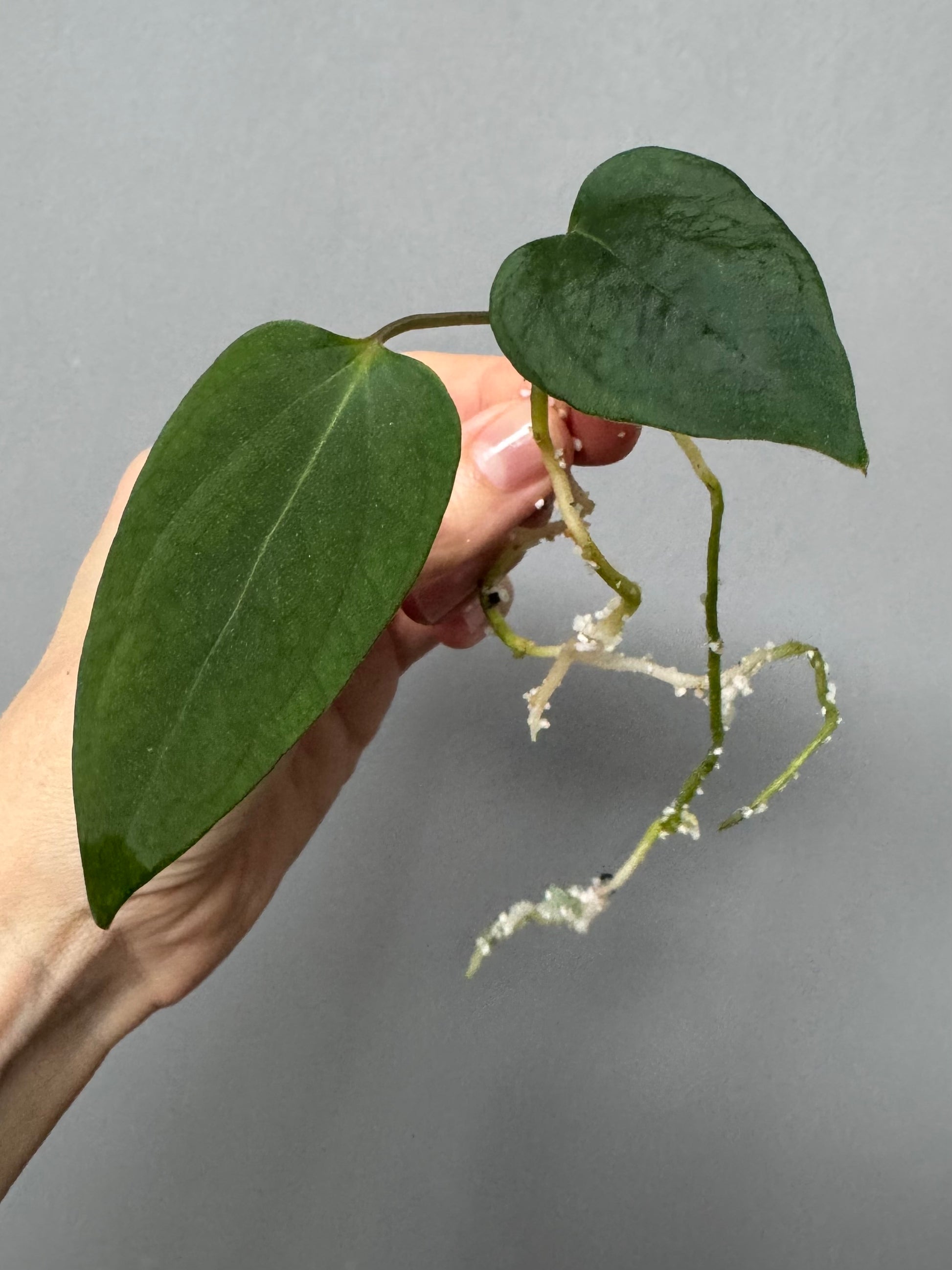 Anthurium portillae ‚Dorito‘ Klon Ableger