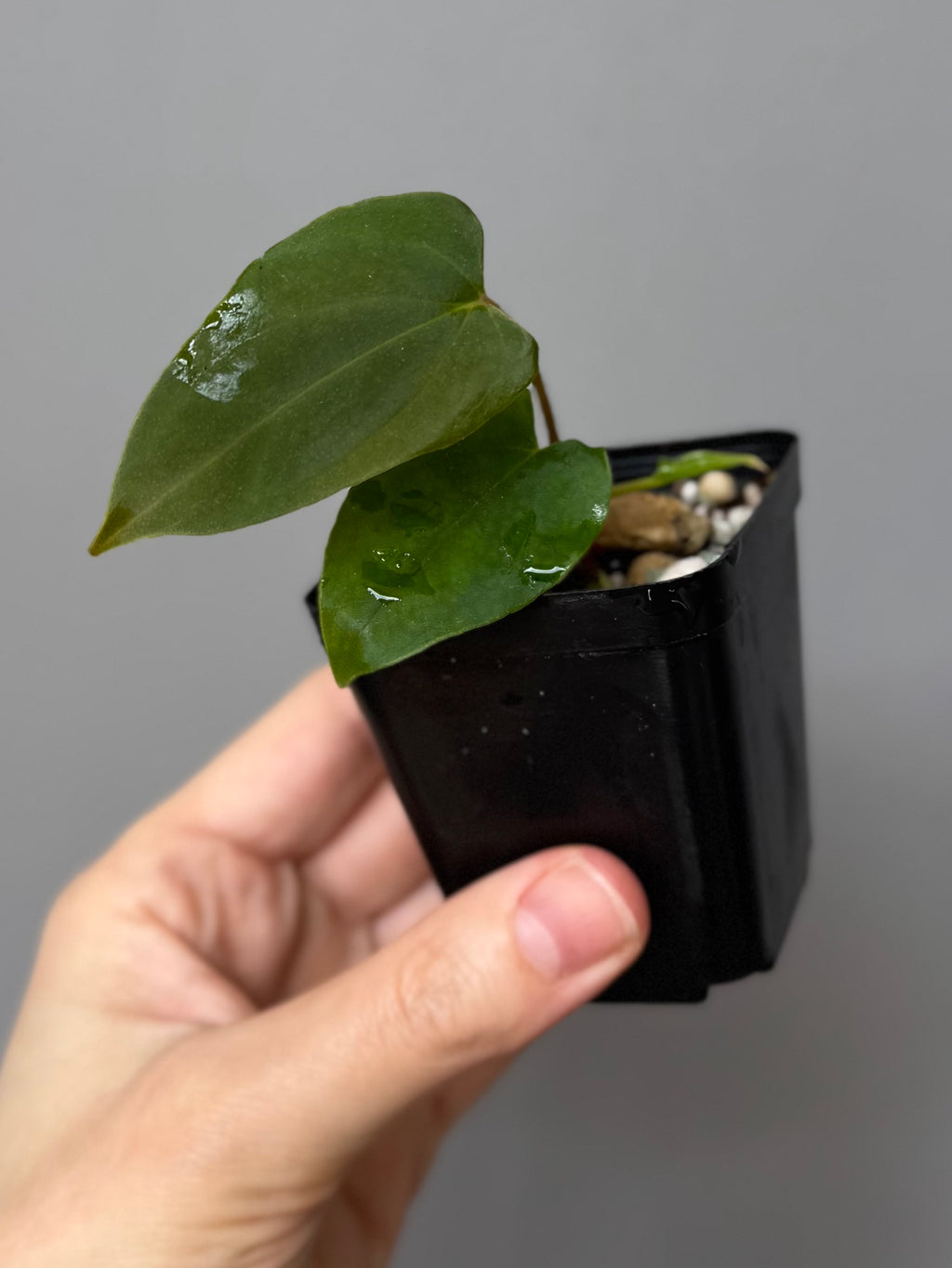 Anthurium papillilaminum Fort Sherman x Ralph Lynam (Jay Vannini clone)