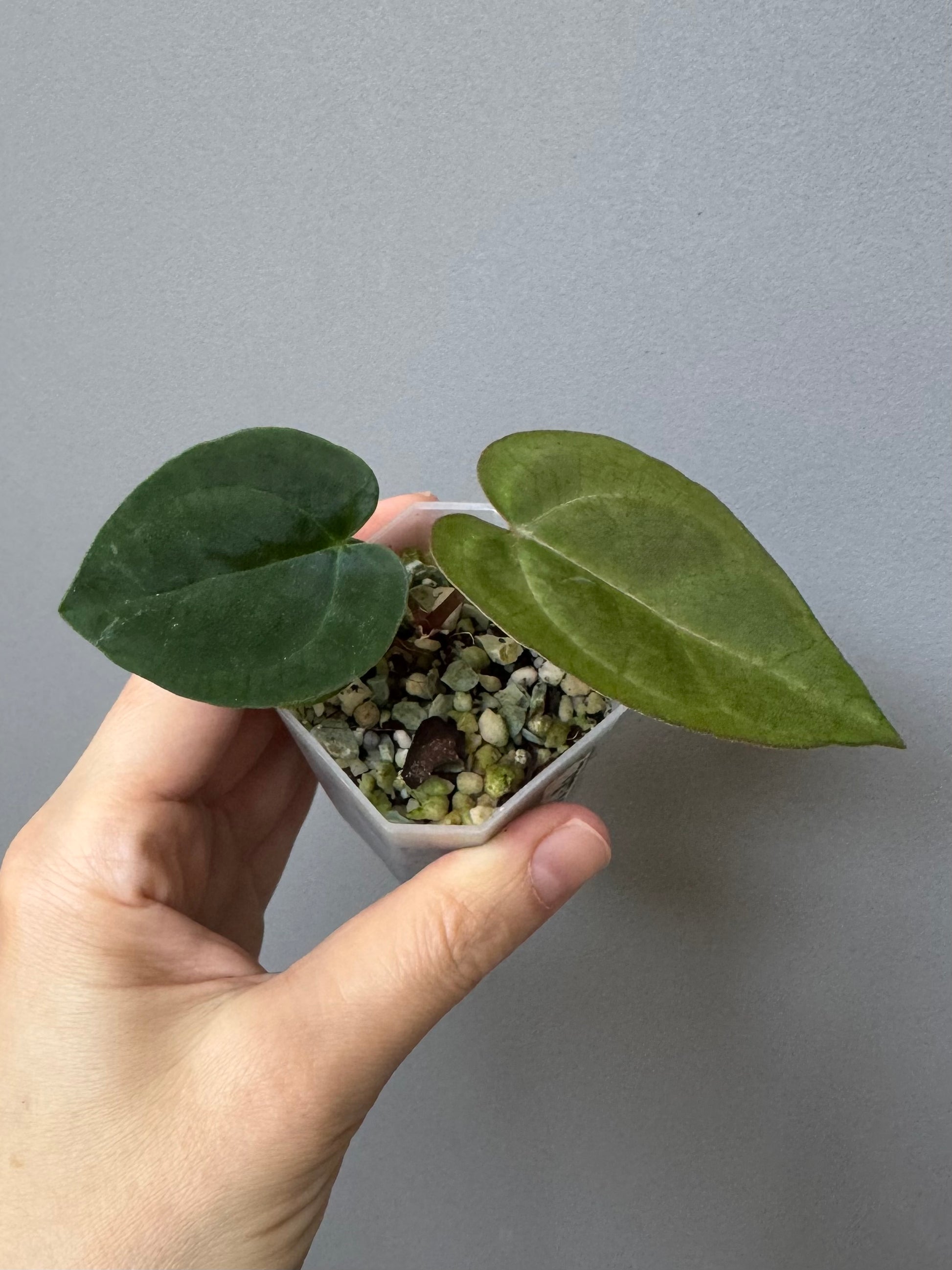 Anthurium AOS df Tezula x Carlablackiae