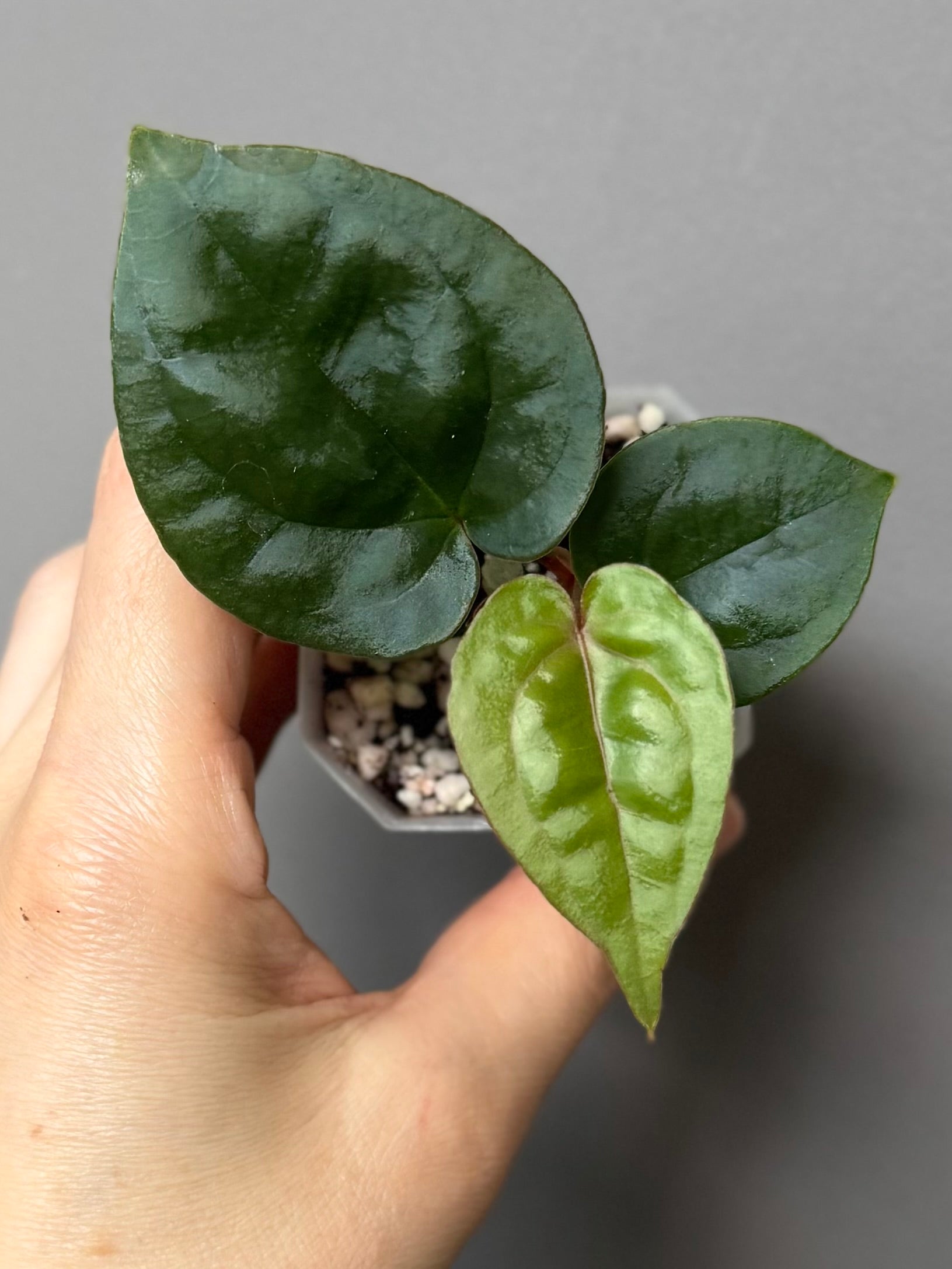 Anthurium ZxM x luxurians
