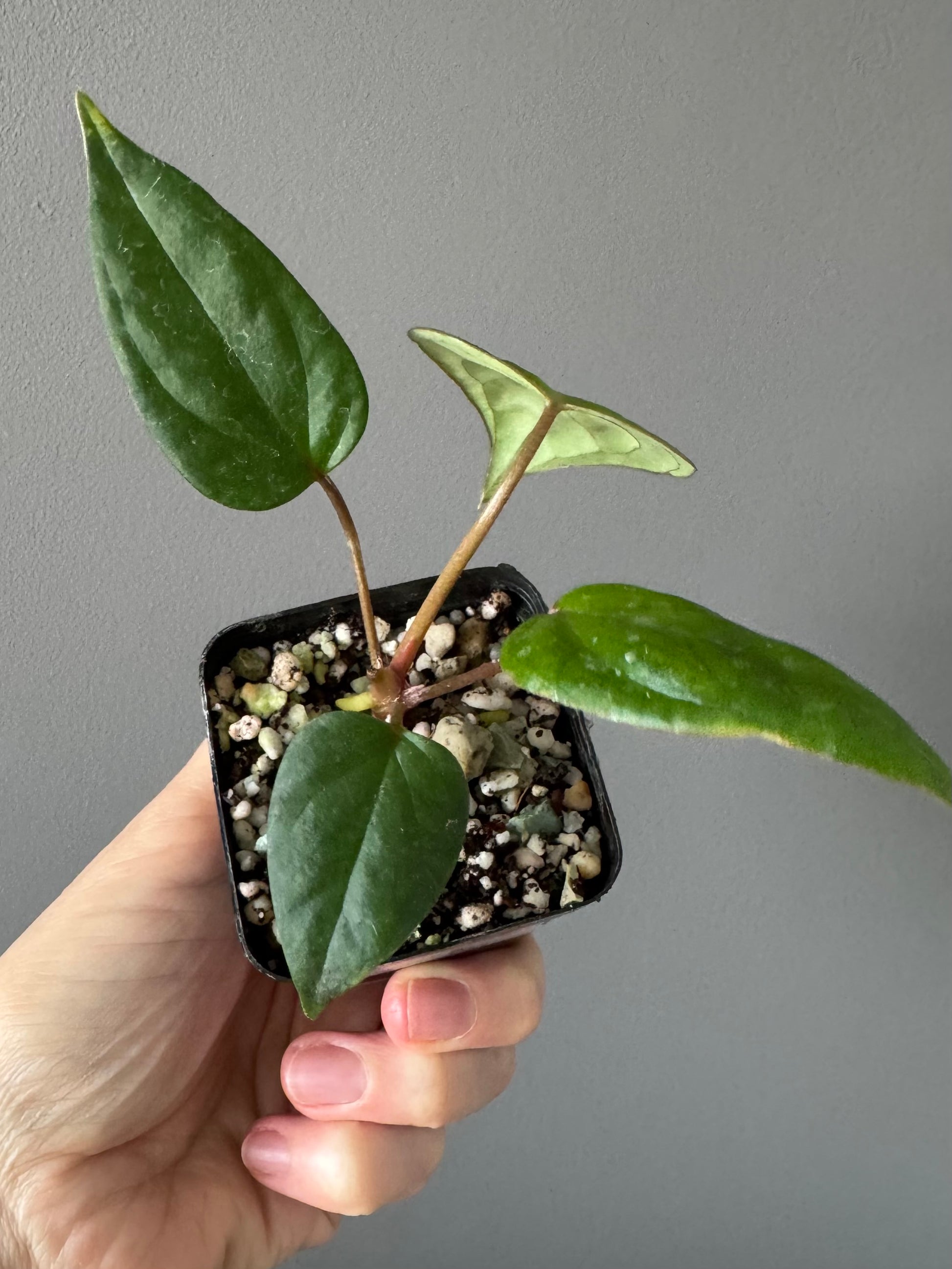 Anthurium Subsignatum x RVDP