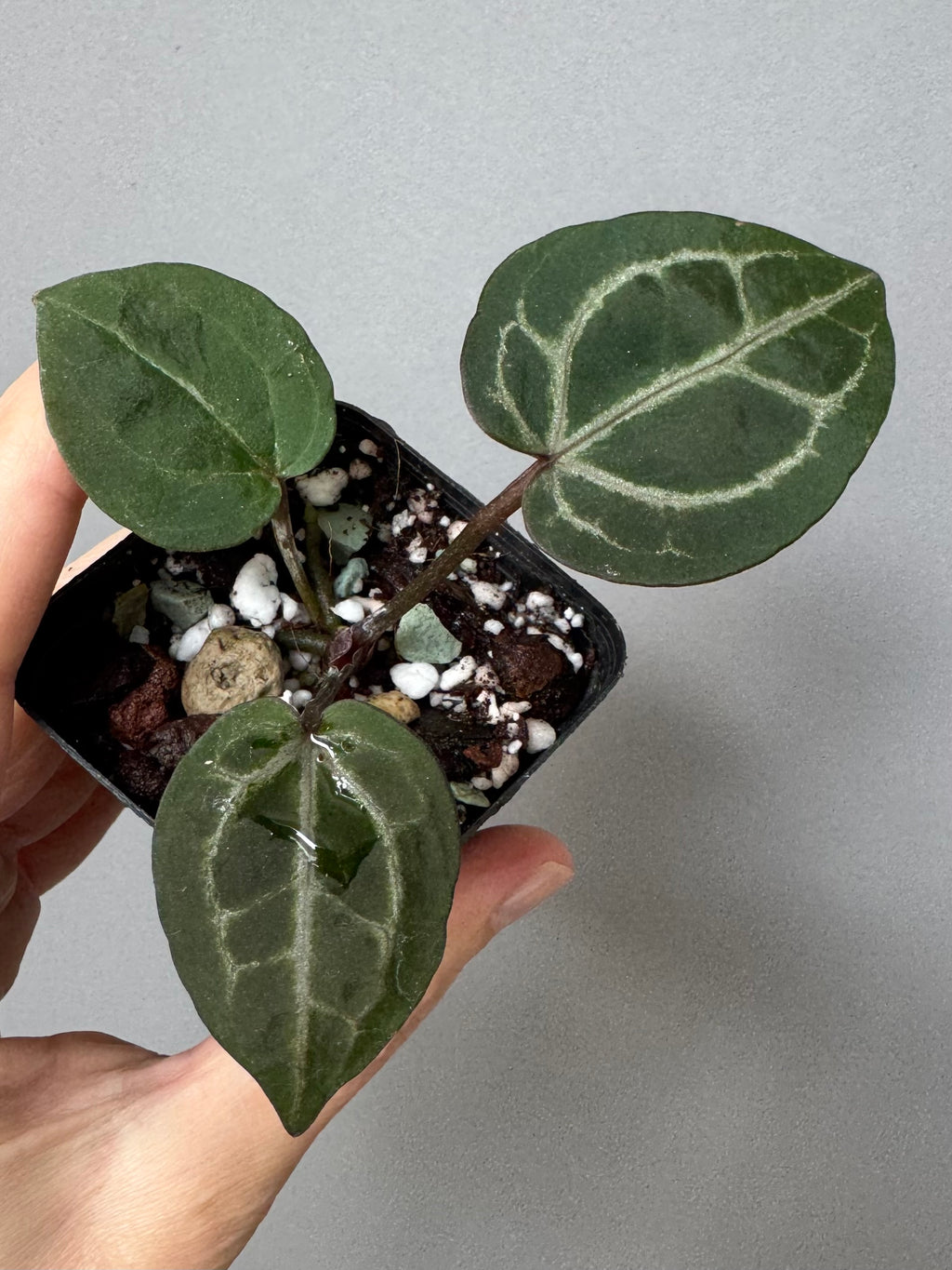 Anthurium Crystallinum Select Color x Michelle
