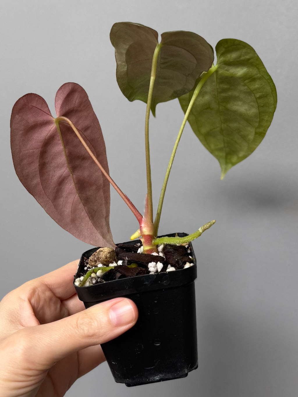 Papillilaminum K1xT5  (#2)