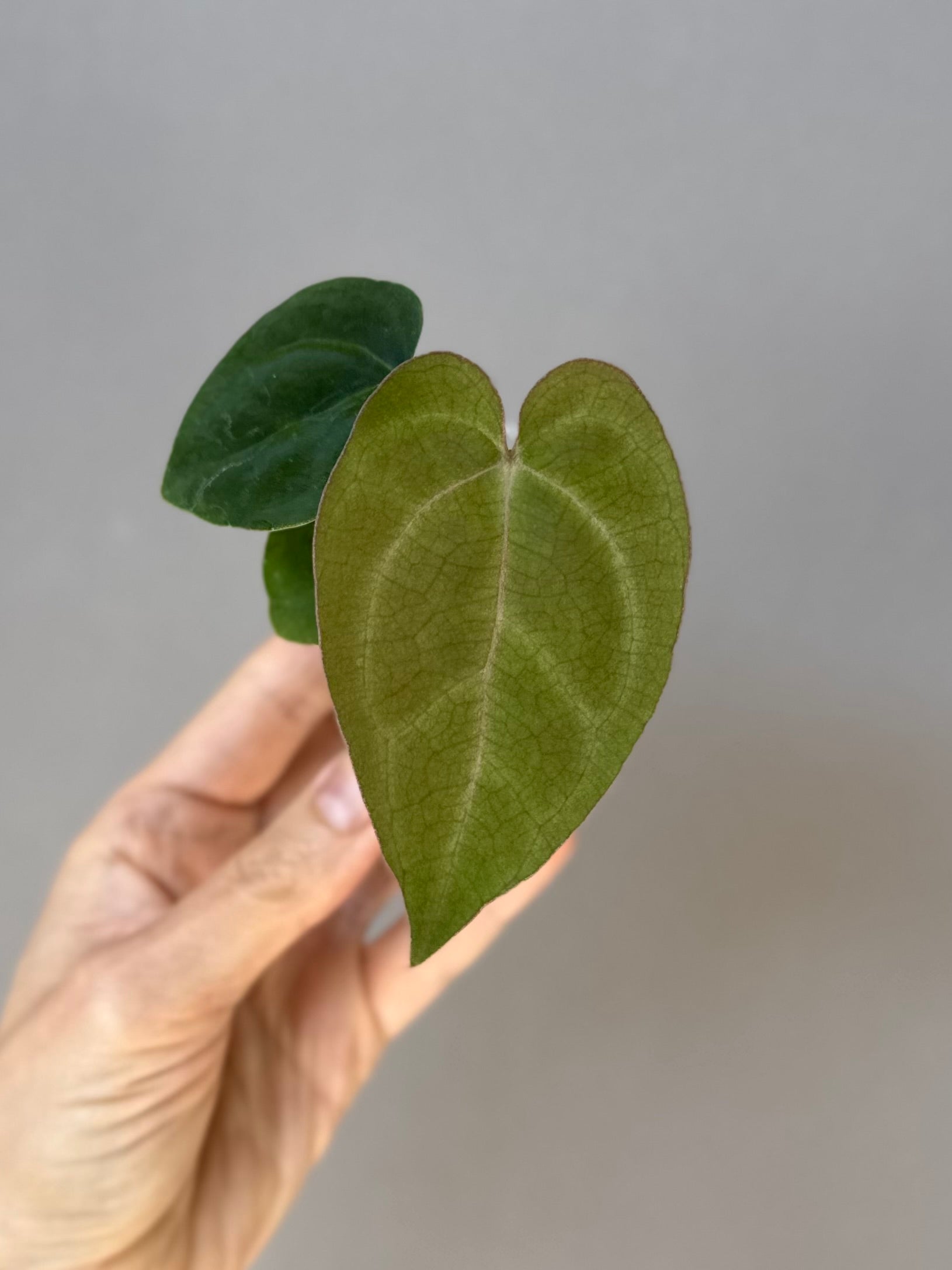 Anthurium AOS df Tezula x Carlablackiae
