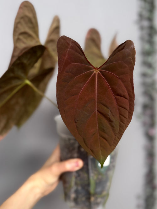 **NEW** Anthurium (FS x RVDP) x (luxurians x nigrolaminum ‚Gigi‘) - Gekeimte Samen