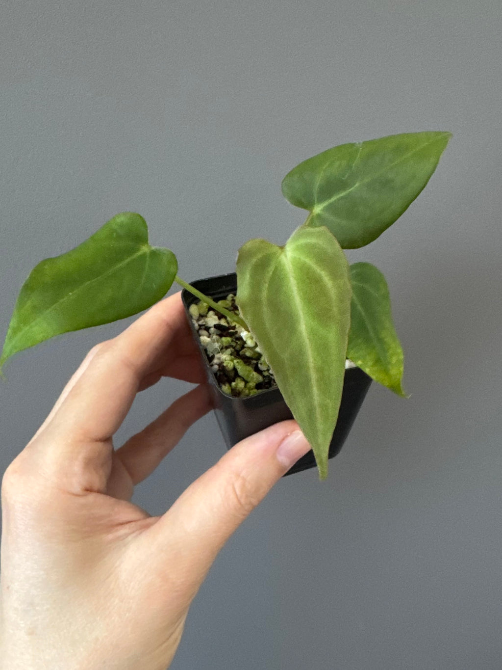 Anthurium (MagCrystalxNoID) x Delta Force