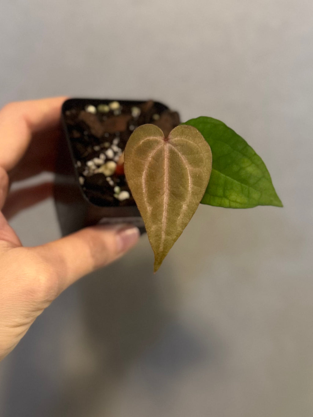 Anthurium M x AOS dfxgf