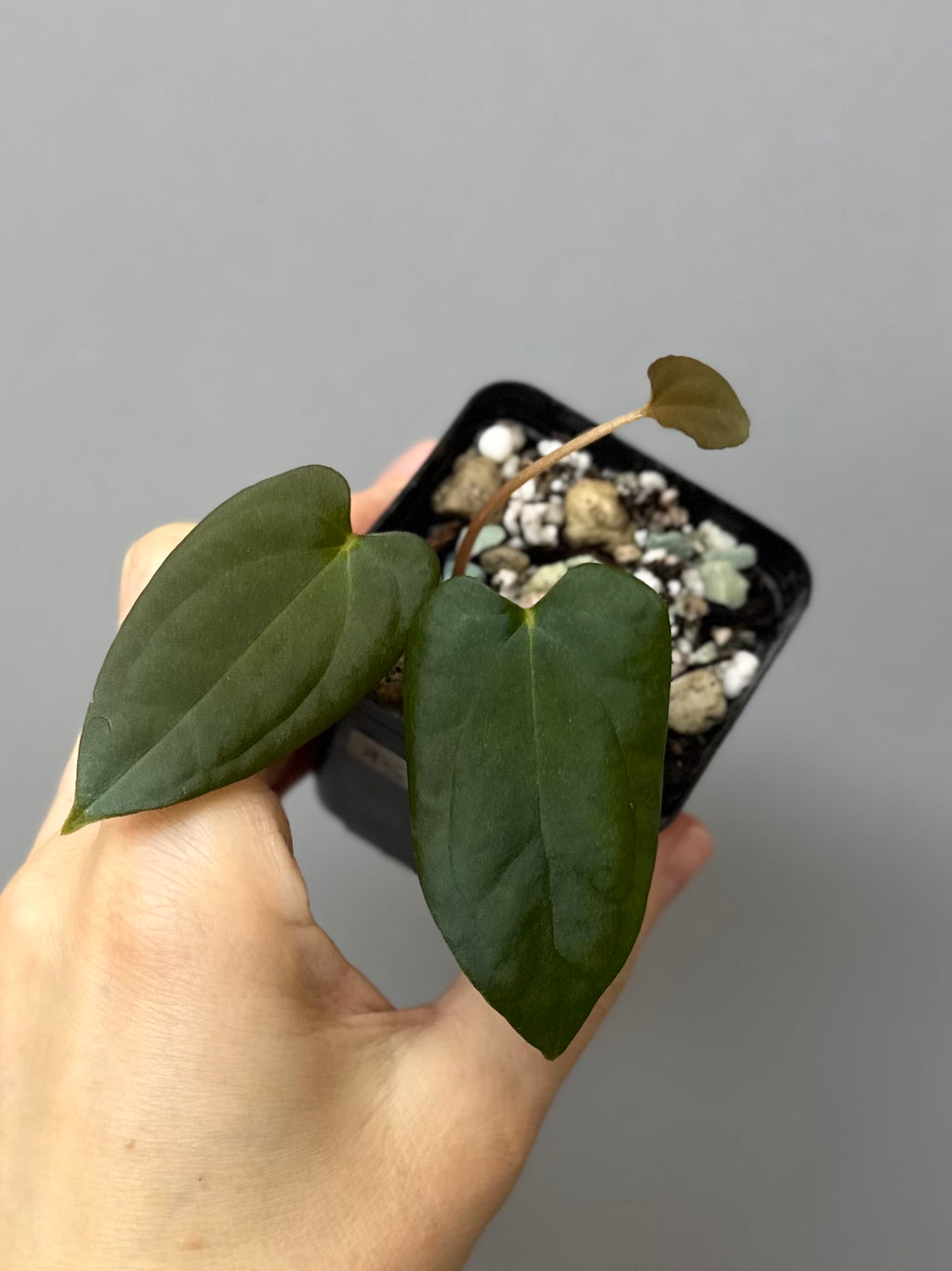 Anthurium Papillilaminum Fort Sherman x RG Dressleri (by thelonlysanctuary)