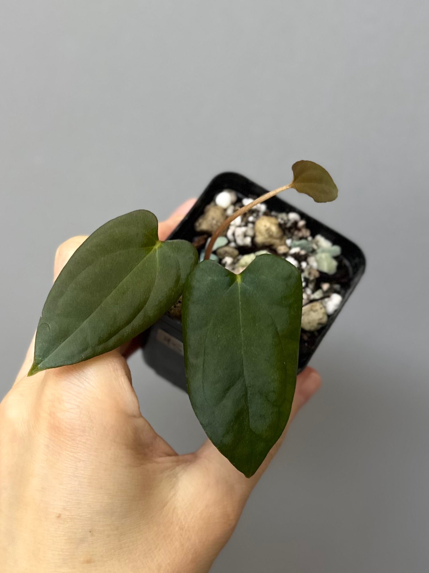 Anthurium Papillilaminum Fort Sherman x RG Dressleri (by thelonlysanctuary)