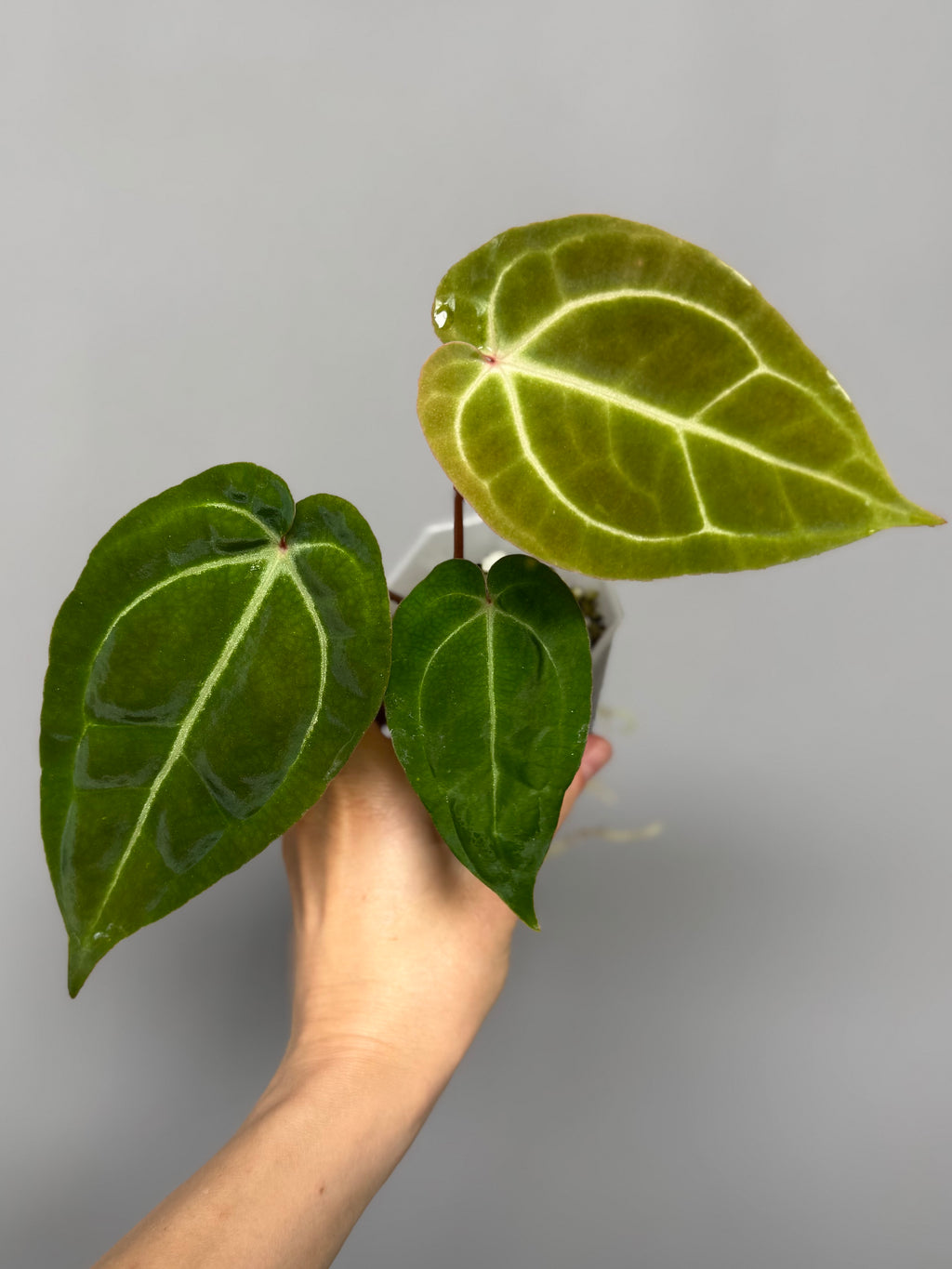 Anthurium Besseae aff. x M - Plant B