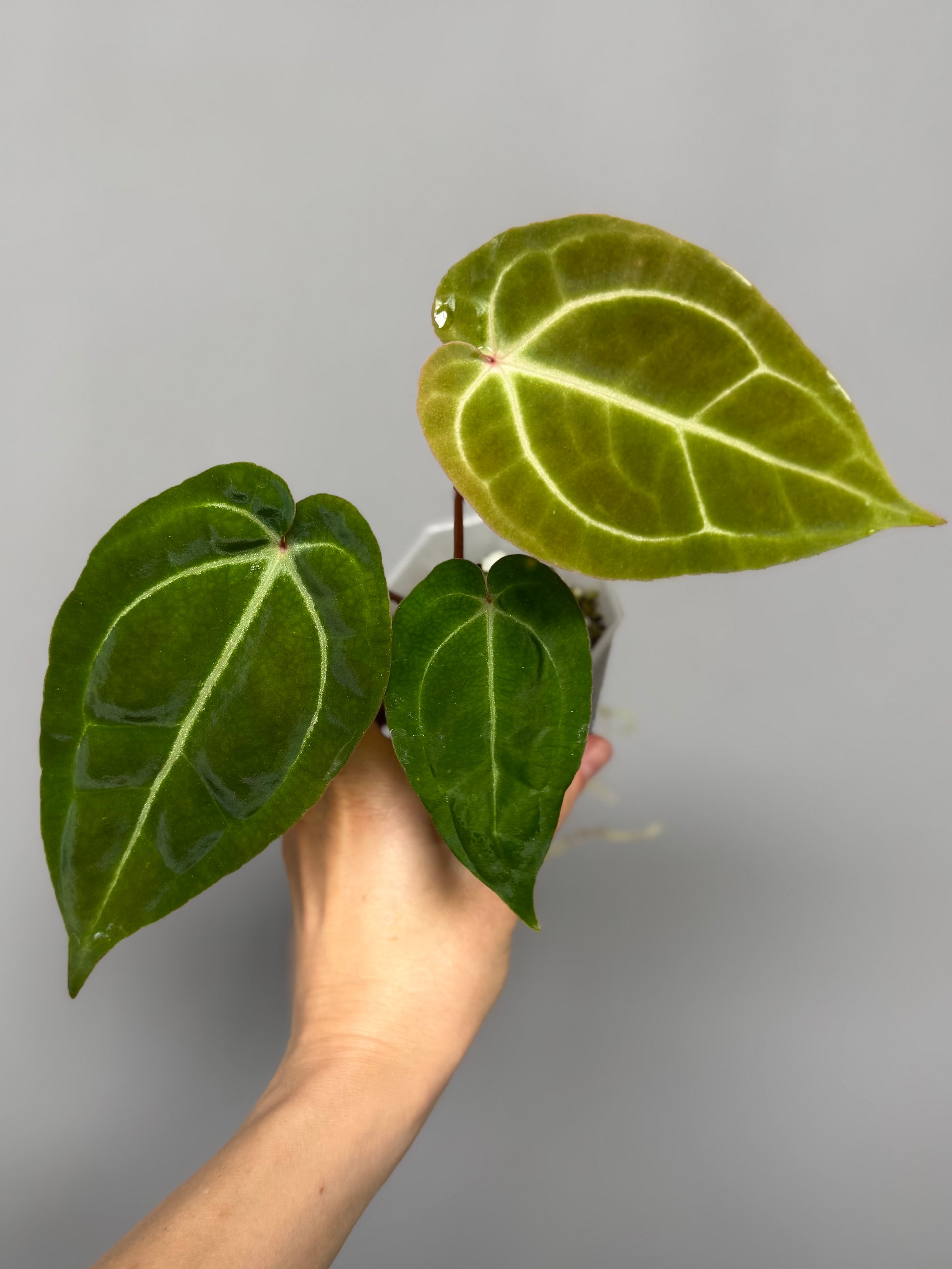Anthurium Besseae aff. x M - Plant B