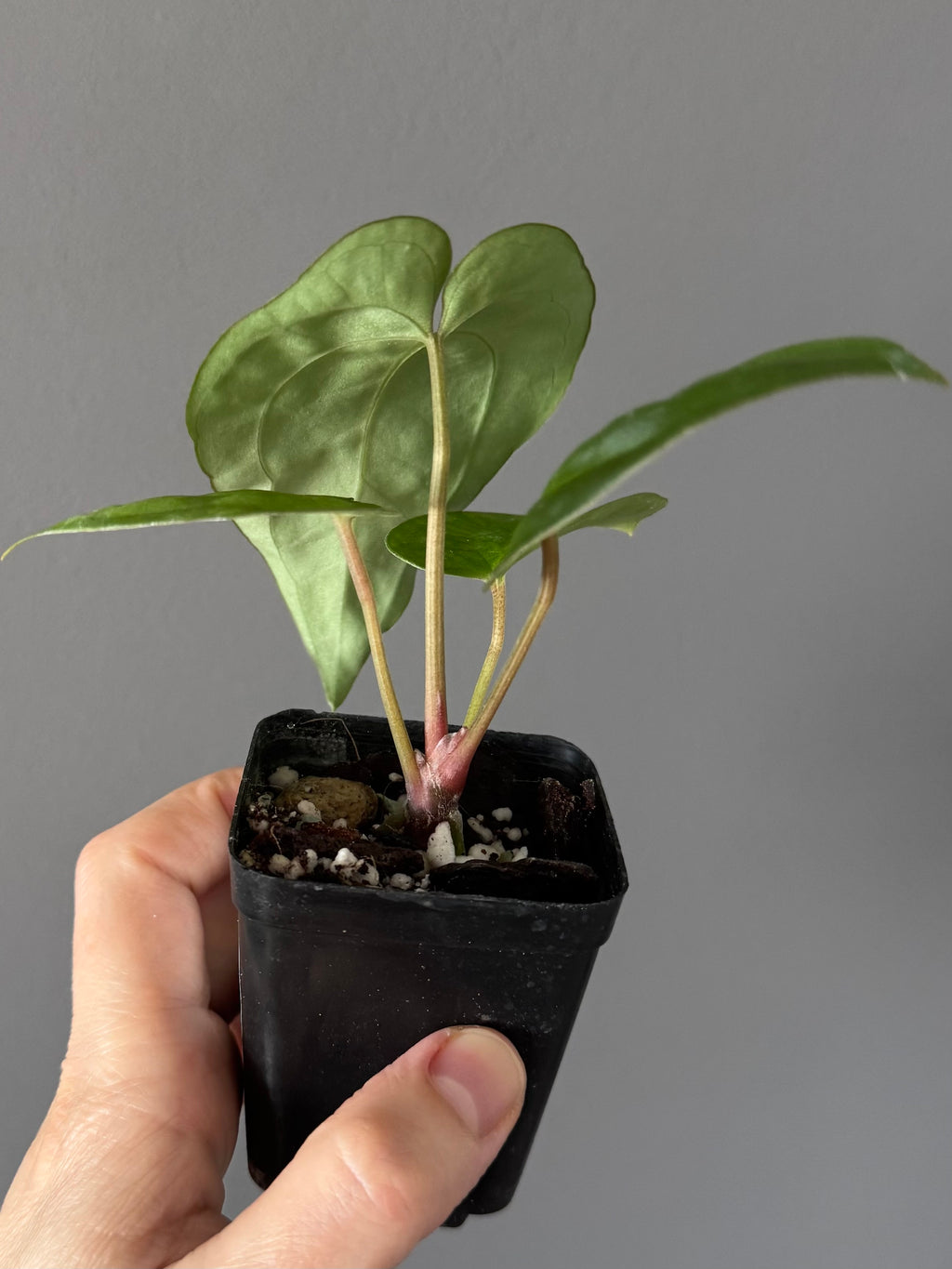 Anthurium Besseae aff. x Papillilaminum