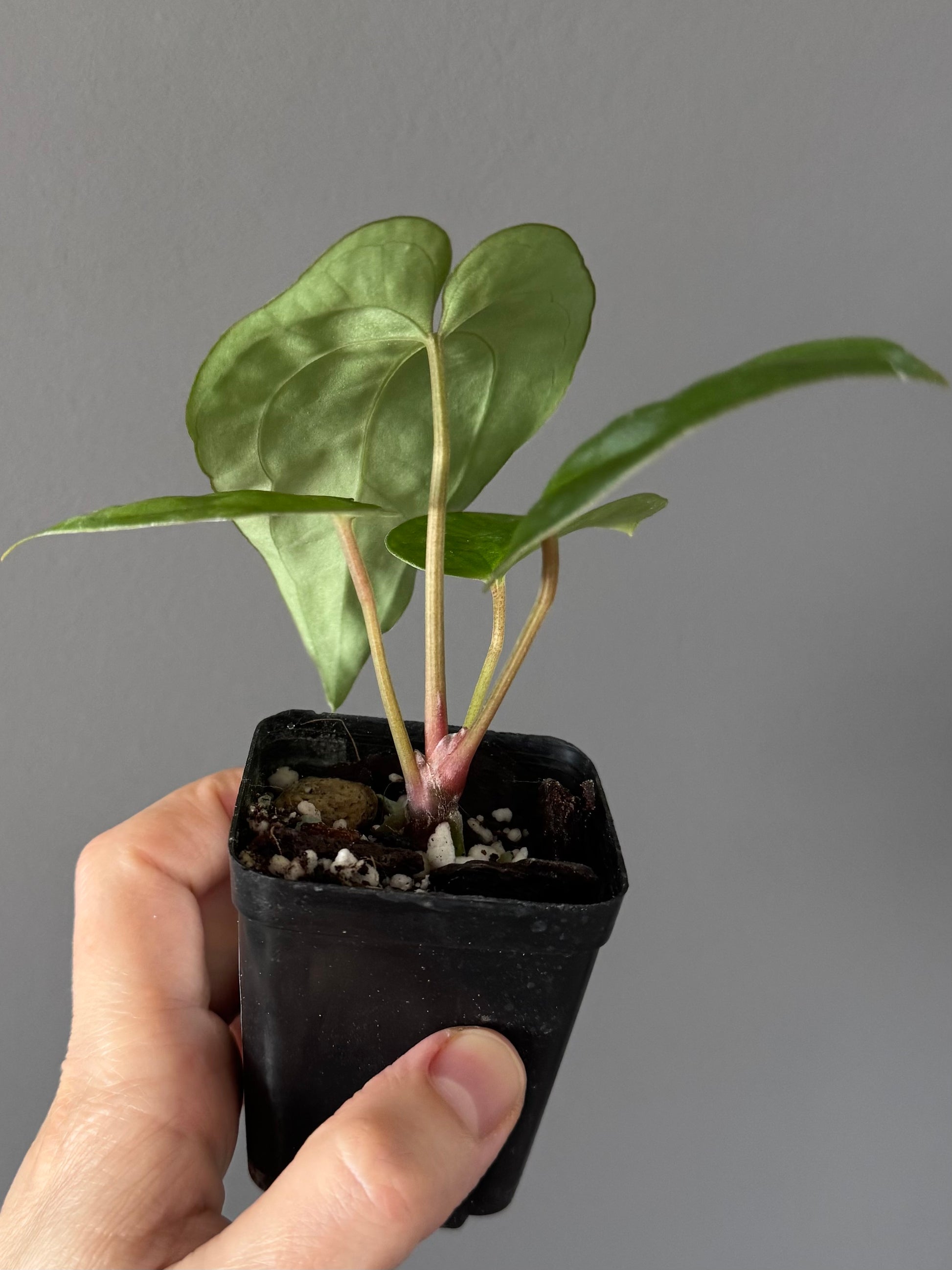 Anthurium Besseae aff. x Papillilaminum