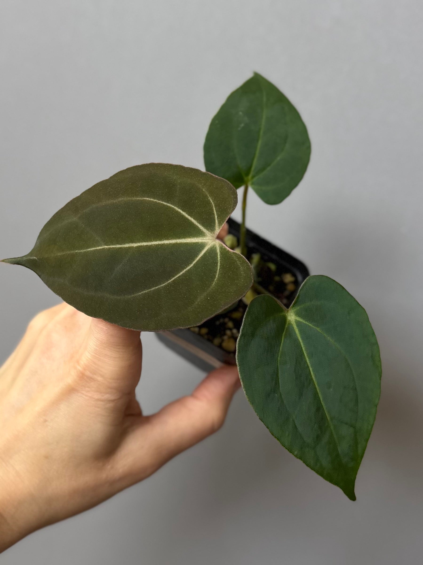 Anthurium (Papillilaminum Daniel x Besseae aff.) x  (NSE Red Crystallinum x Carlablackiae)