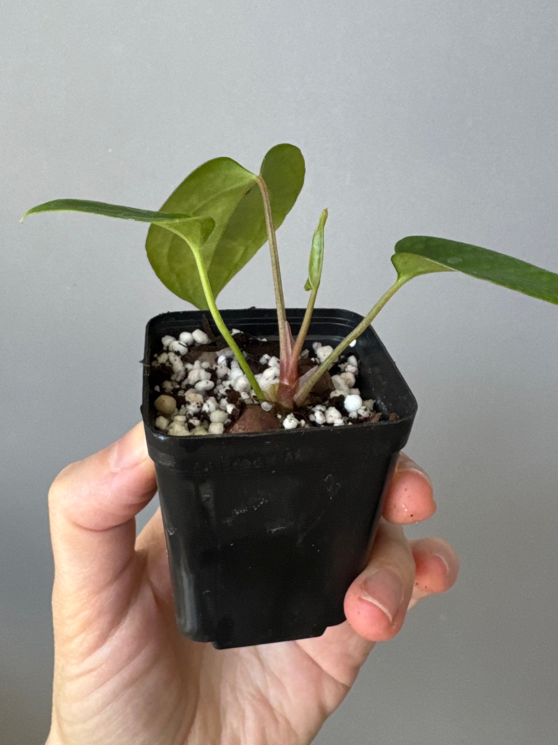 Anthurium Mr. Worldwide x BVEP RoundxFelix (#3) (by variegated_stringray)
