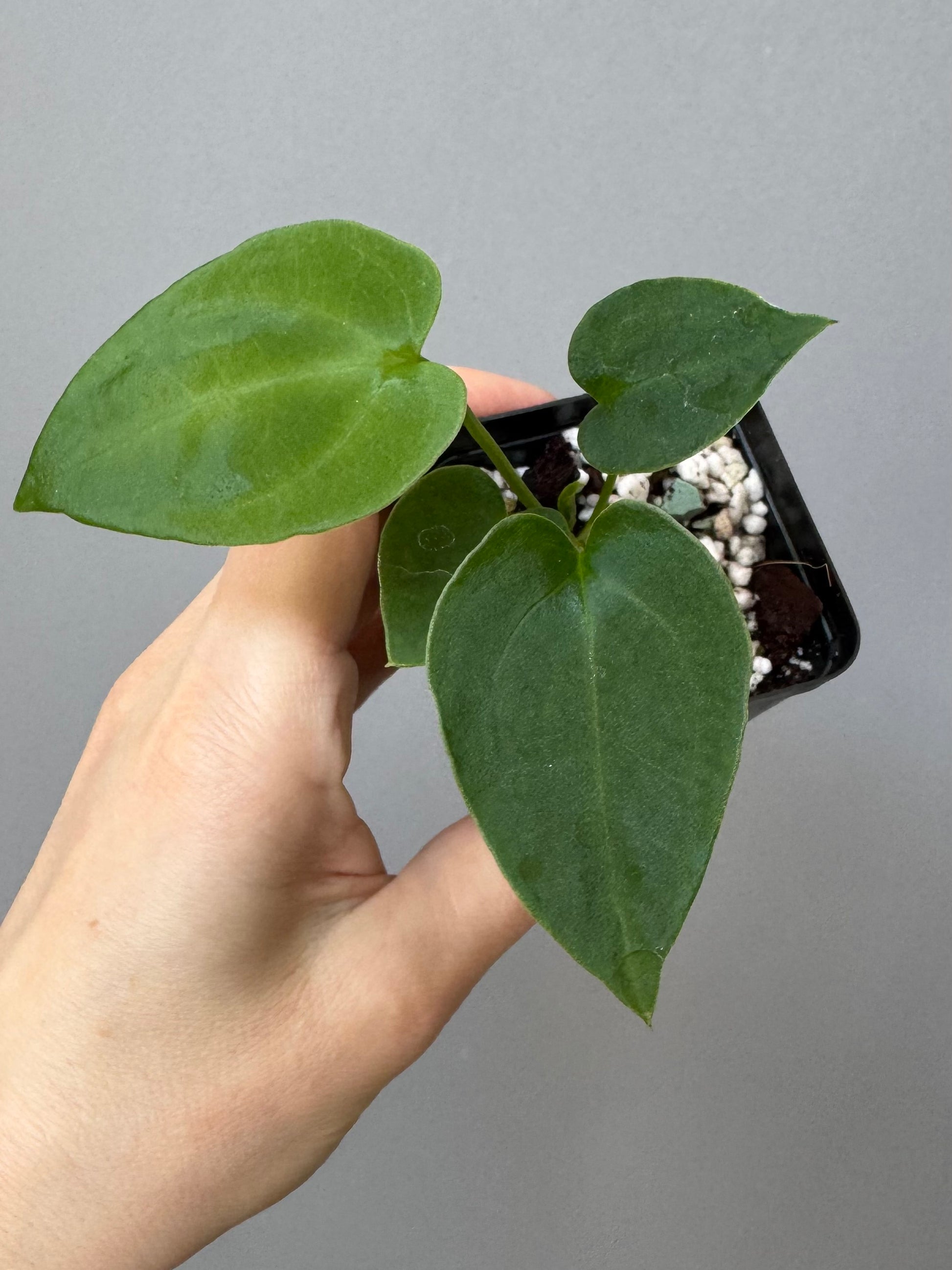 Anthurium PapillilaminumX xself