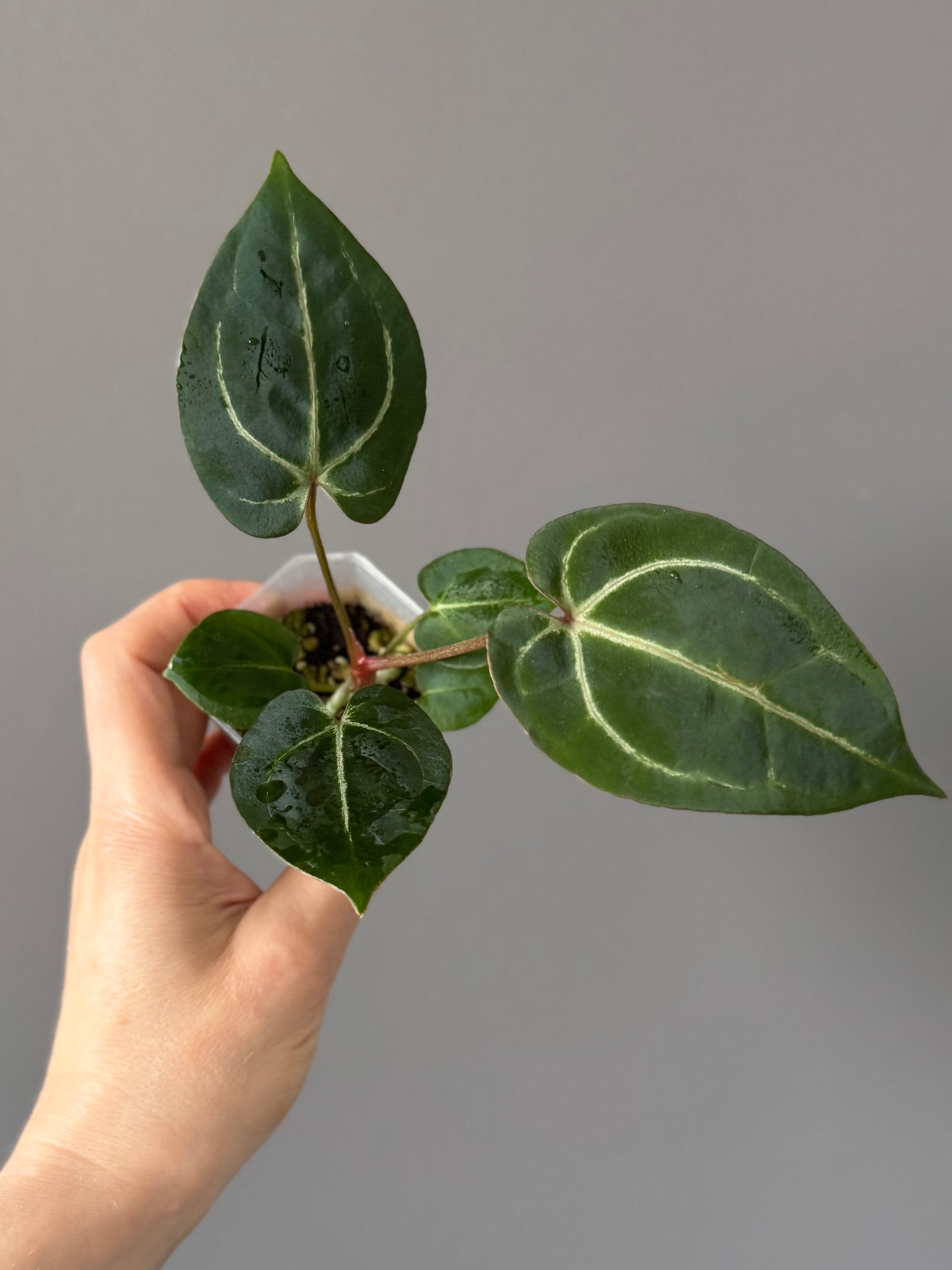 Anthurium (ZxM) x  (NSE Red Crystallinum x Carlablackiae)