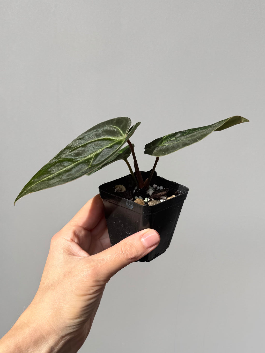 Anthurium Besseae aff. (#1)