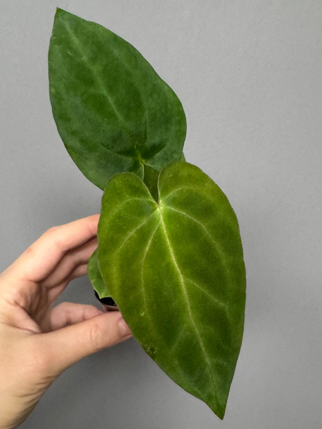 Anthurium PapillilaminumX