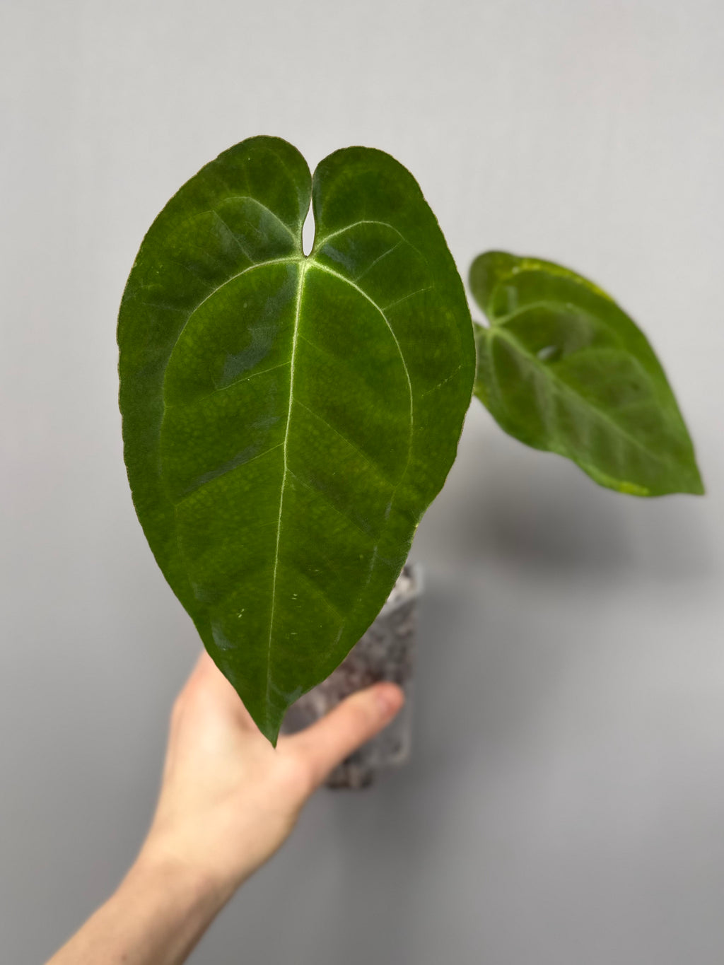 Anthurium crystallinum x papillilaminum