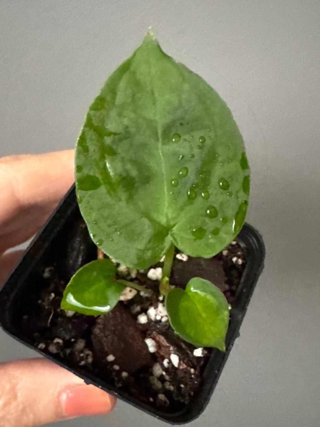 Anthurium forgetii (White Stripes x Dark Form)