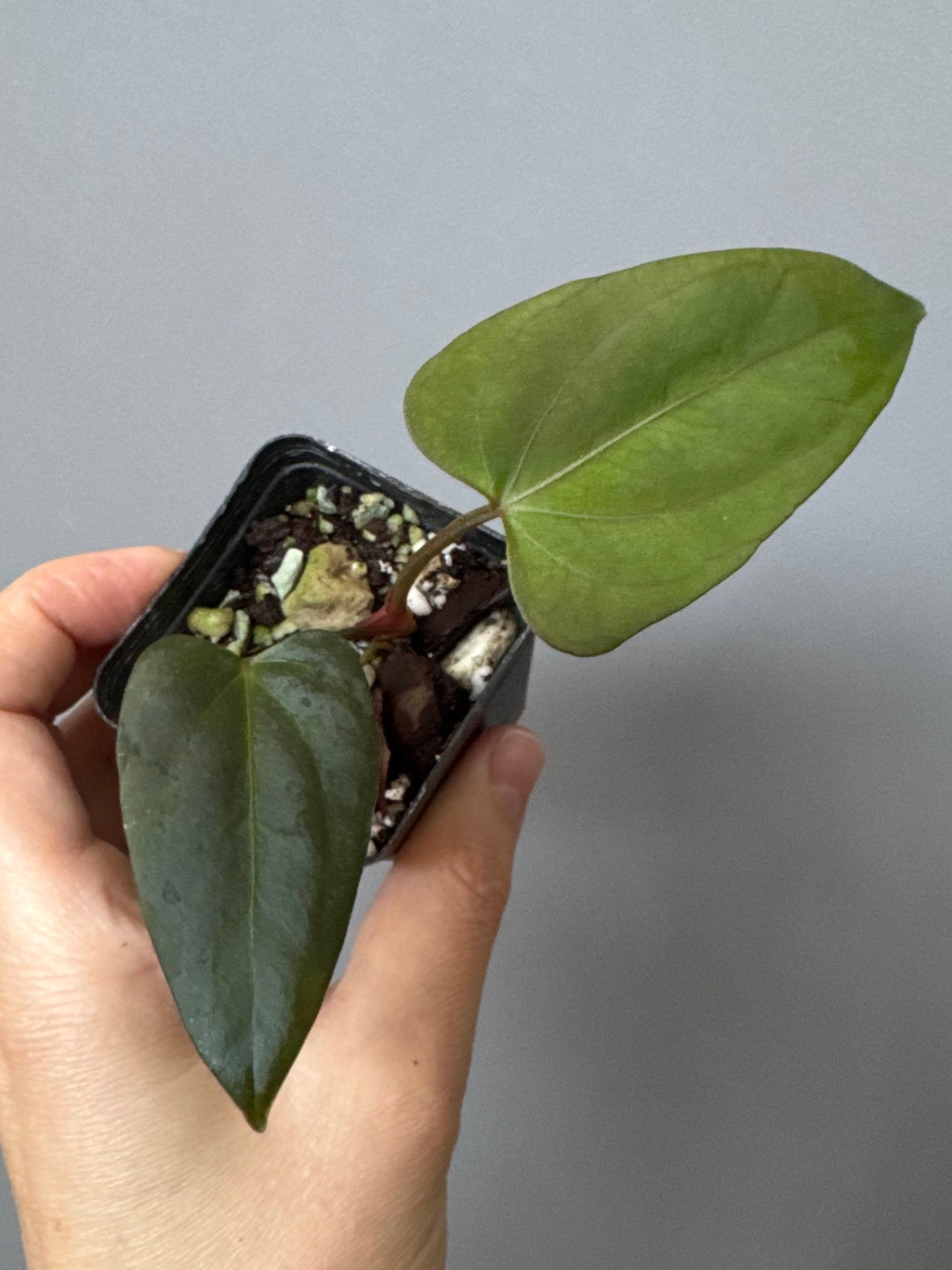 Anthurium Mr. Worldwide x (RG dress x Carla ‘Amanda’) (#2)