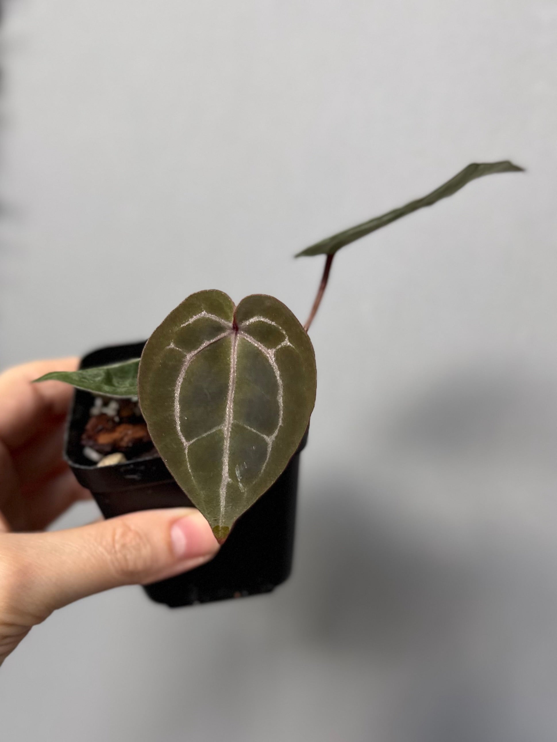 Anthurium Red Crystallinum NSE x Red Crystallinum Tezula