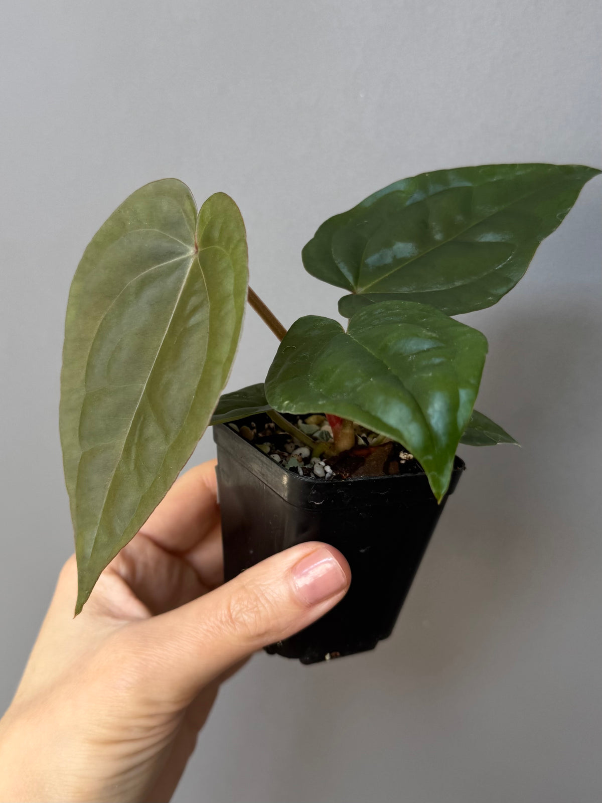 Anthurium ZxM x luxurians