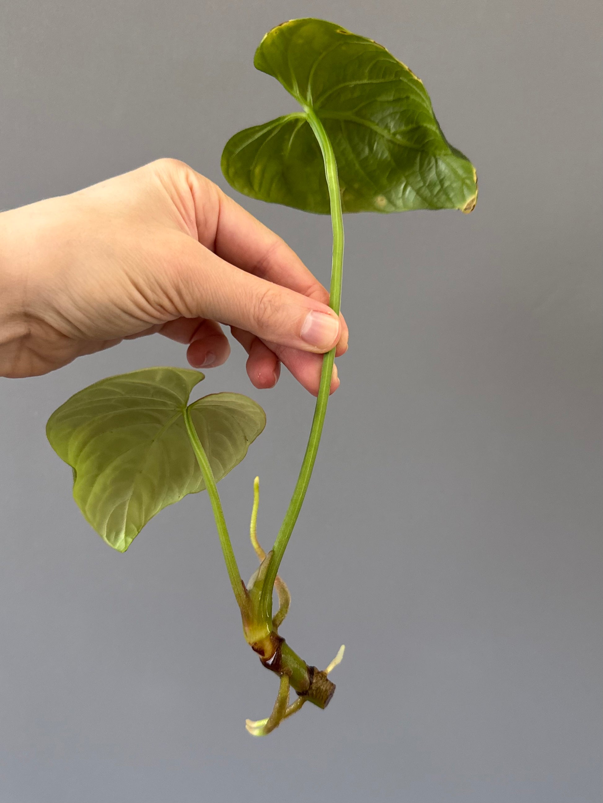 Anthurium debilis (#1) - Ableger
