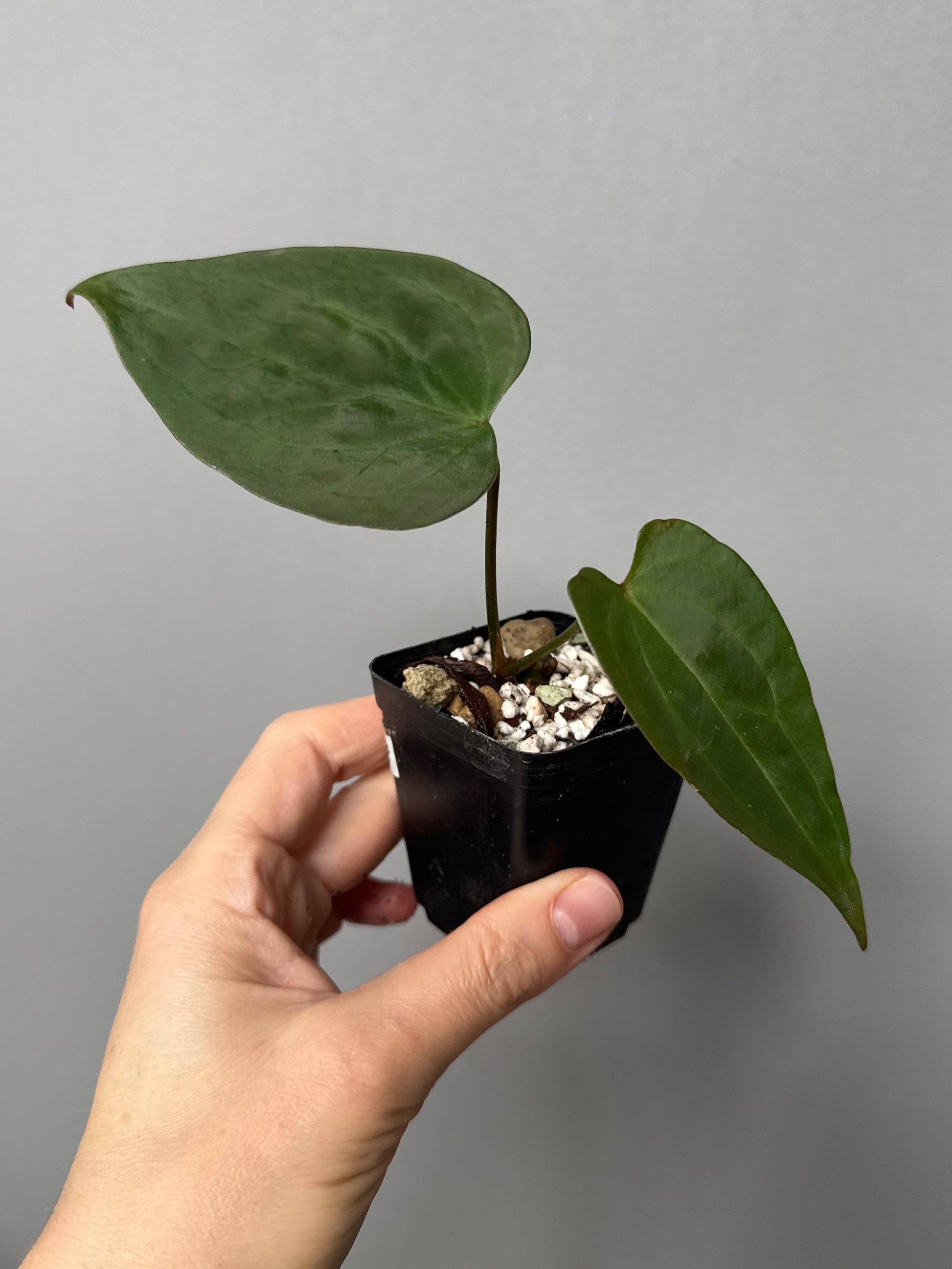 Anthurium (Indo Port x KOS) x (KOS x forgetii)