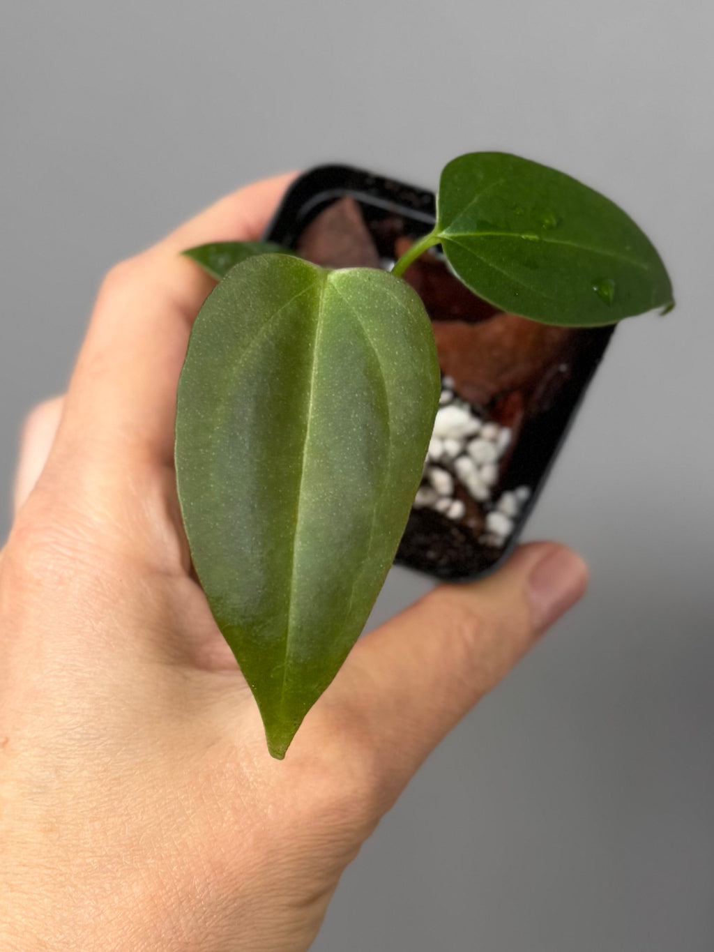Anthurium (CrystallimumX x Indo portillae) x (DH x RVC)